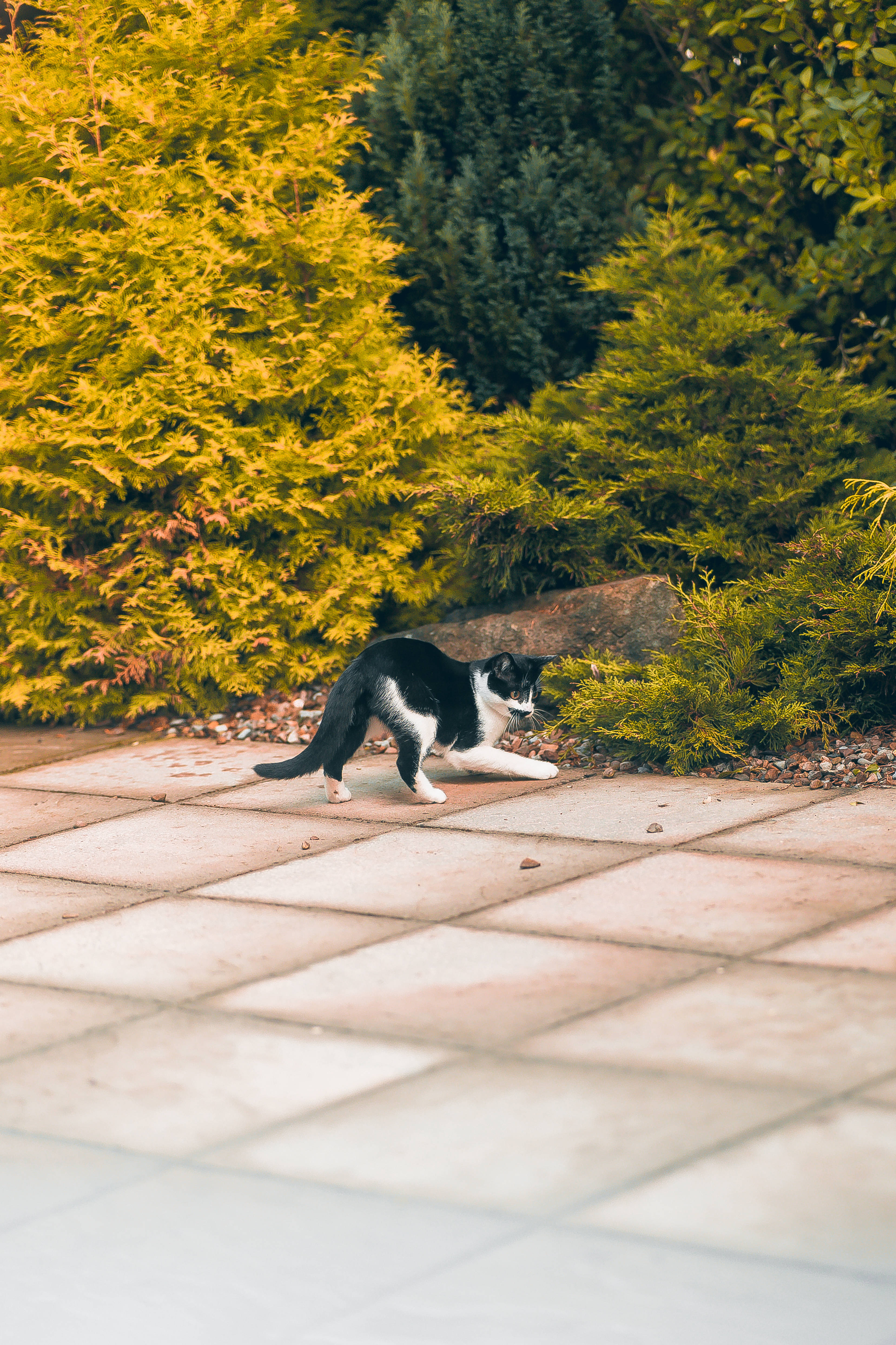 Kawaii Kat Gereed om te Spring Muurpapier