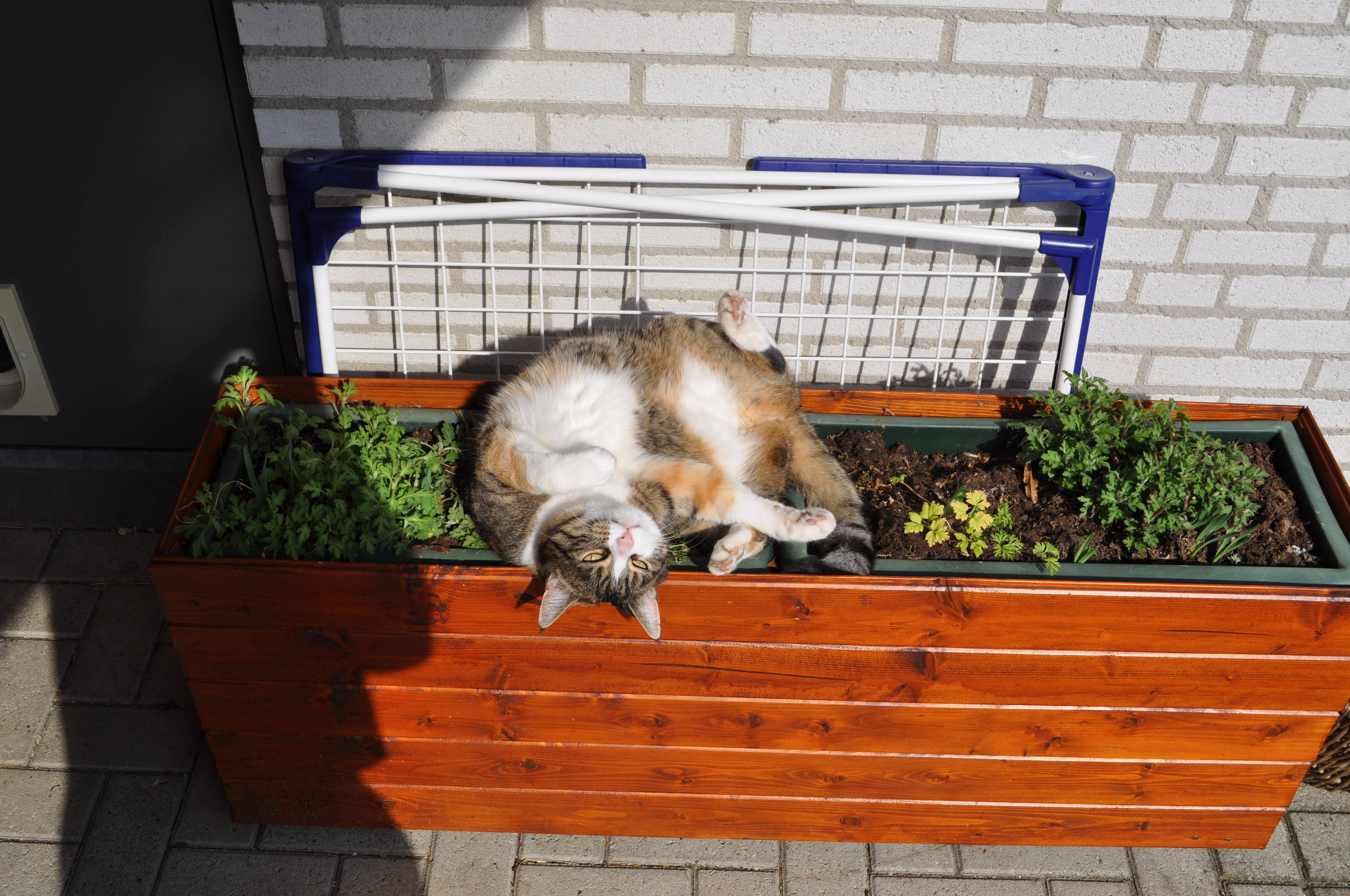Kawaii Kat Op Blomboks Muurpapier