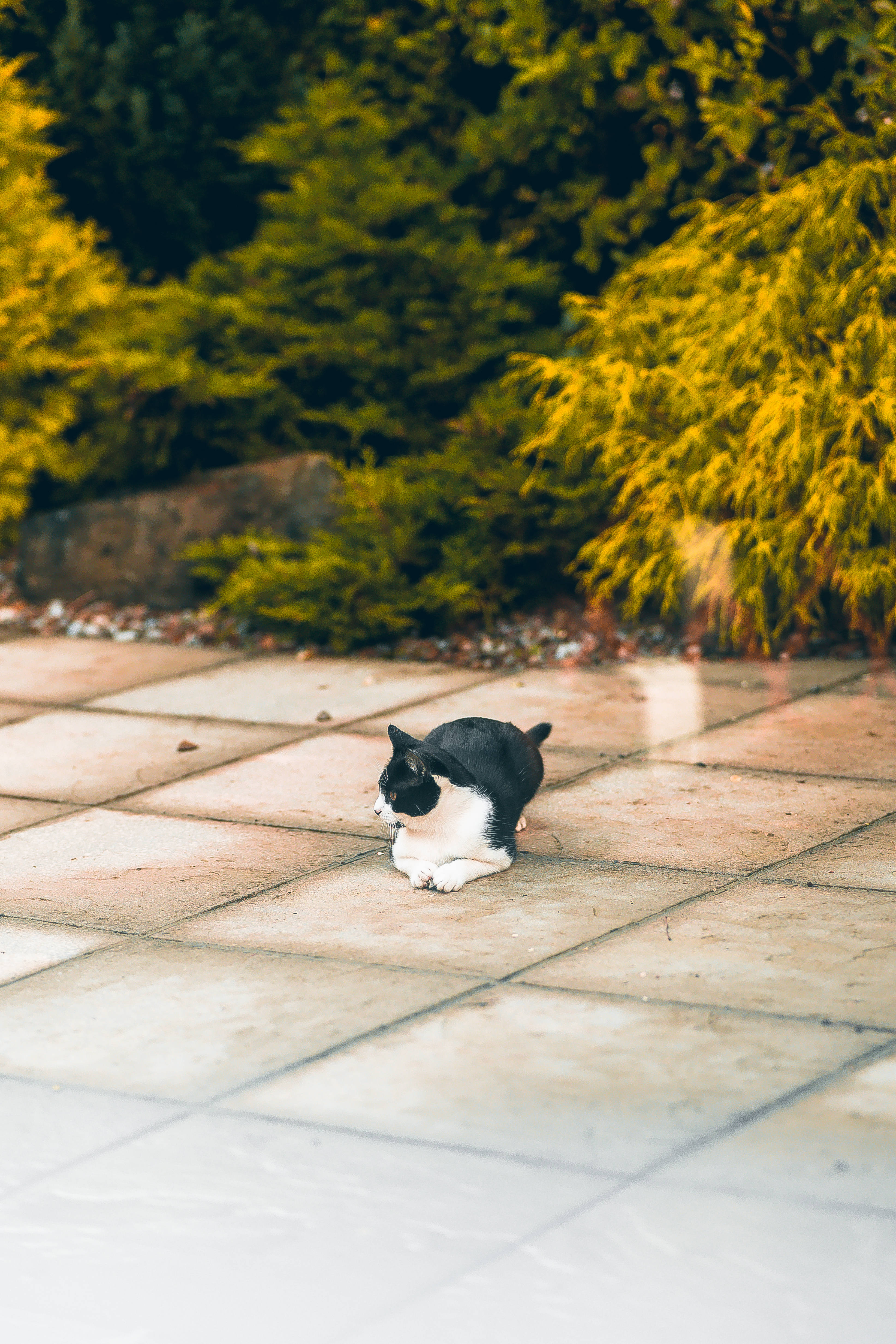 Kawaii Kat Sit Op Grond Muurpapier