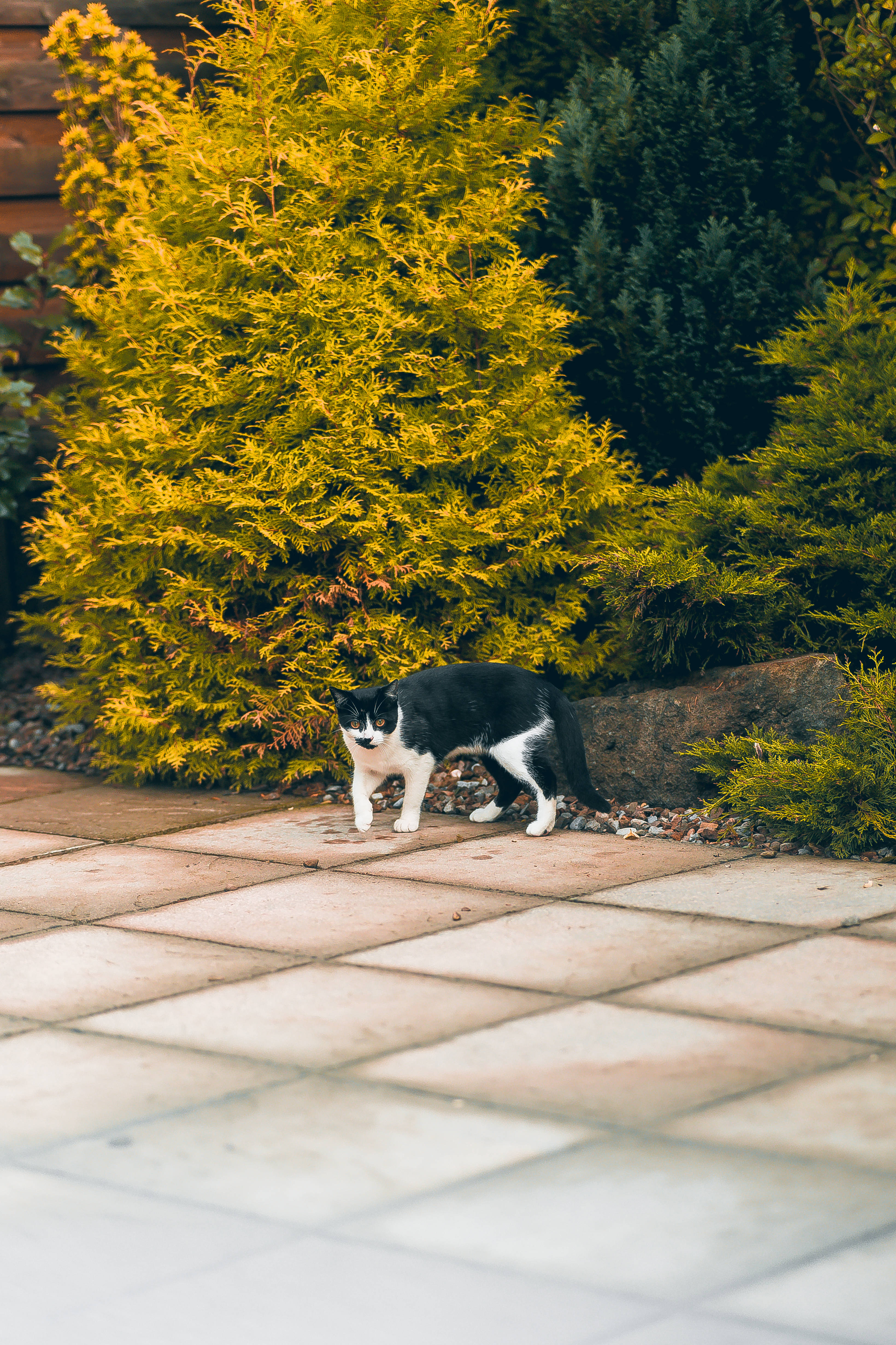 Kawaii Swart en Wit Kat Staan Muurpapier