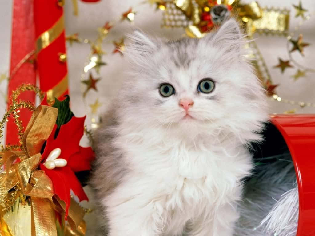 Kersfees Kat Gedra Prent Muurpapier