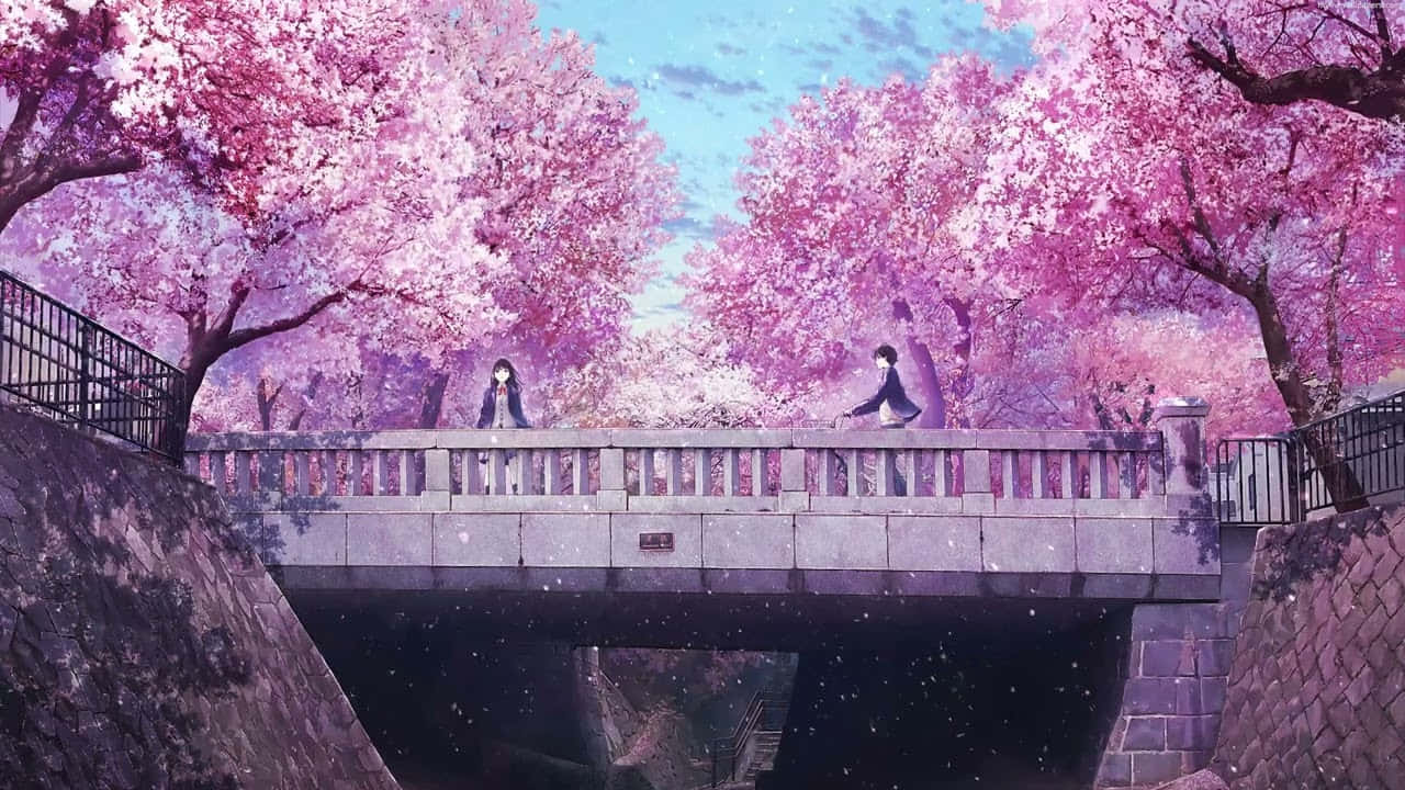 Kersiebloeisel Anime-toneel Meisie Wat Op Brug Staan Muurpapier