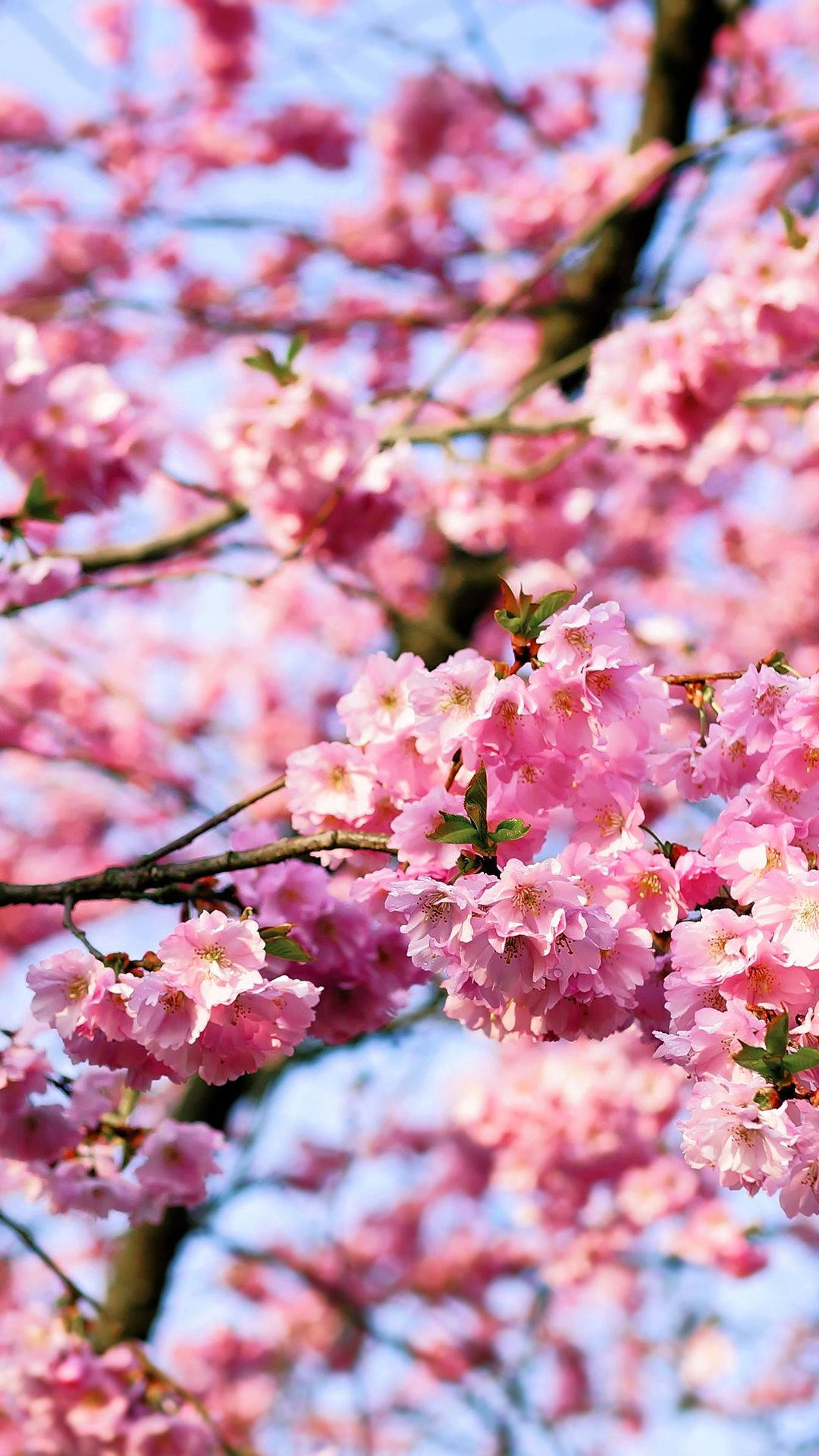 Kersiebloeiselblomtrosse Muurpapier — Kersiebloeisel Muurpapier