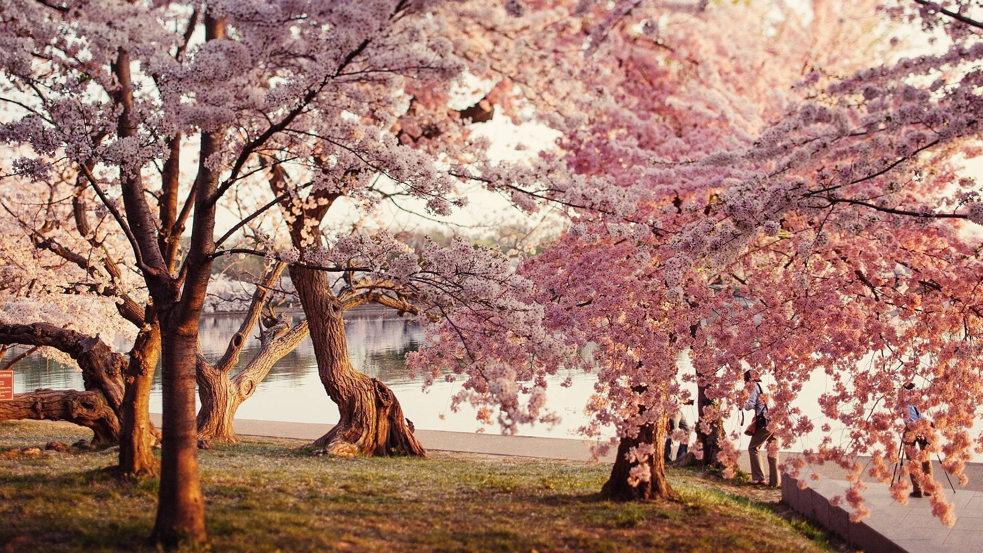Kersiebloeiselpark Muurpapier — Kersiebloeisel Muurpapier