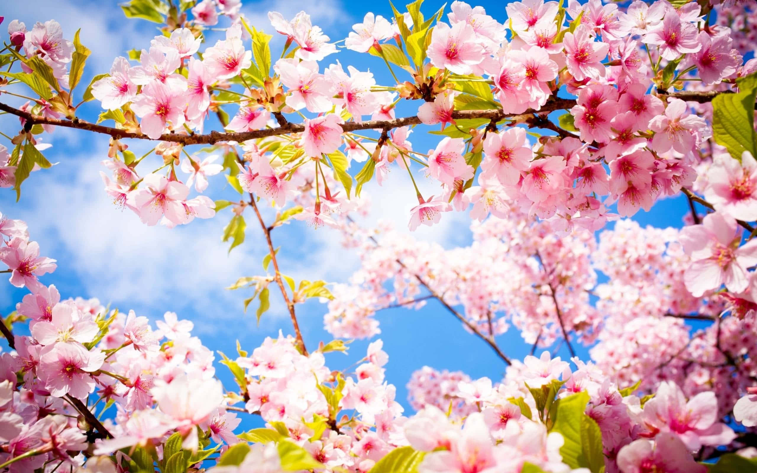 Kersiebloeisels Lente Blom Agtergrond Muurpapier