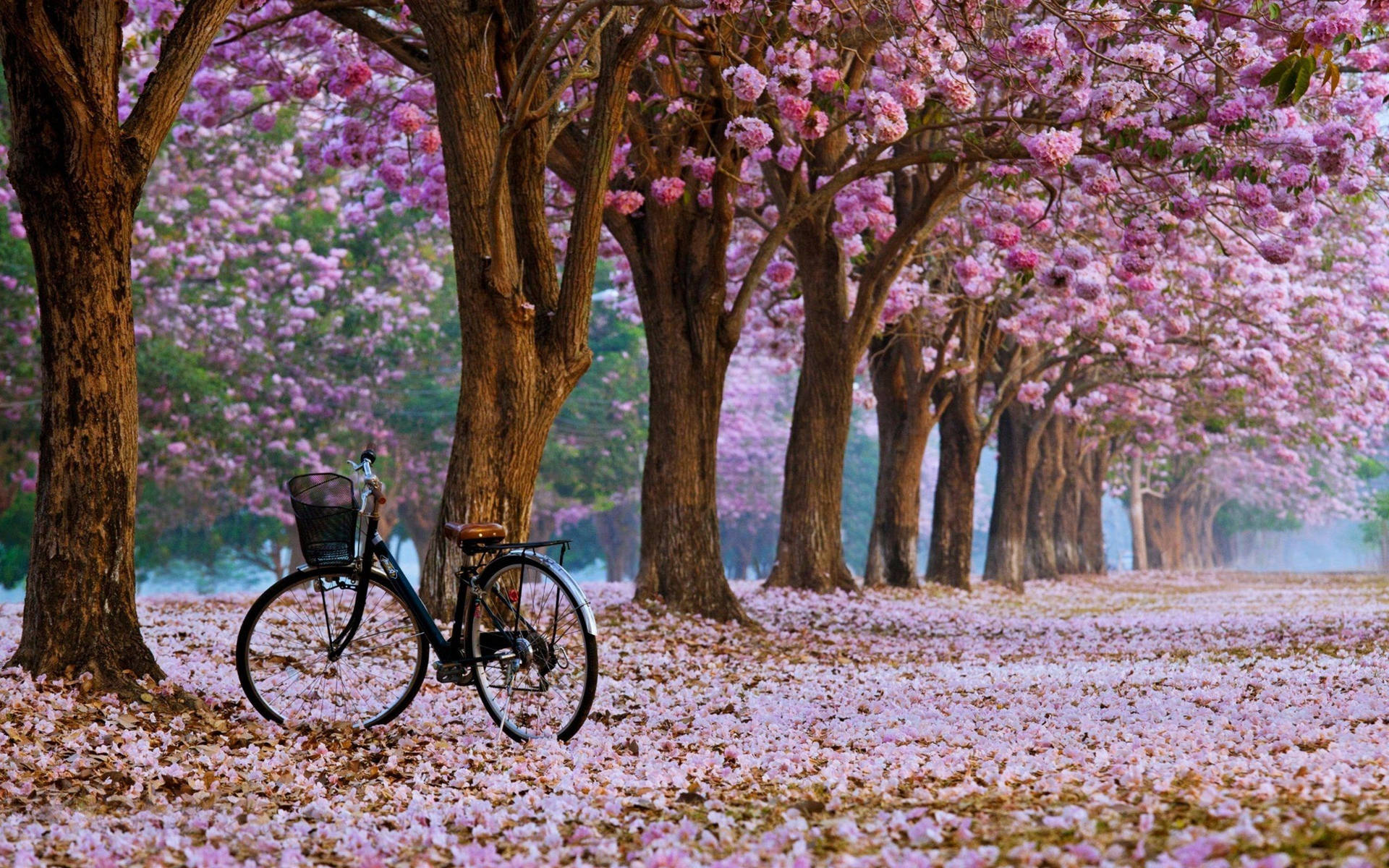Kersieblombome Muurpapier — Kersiebloeisel Muurpapier