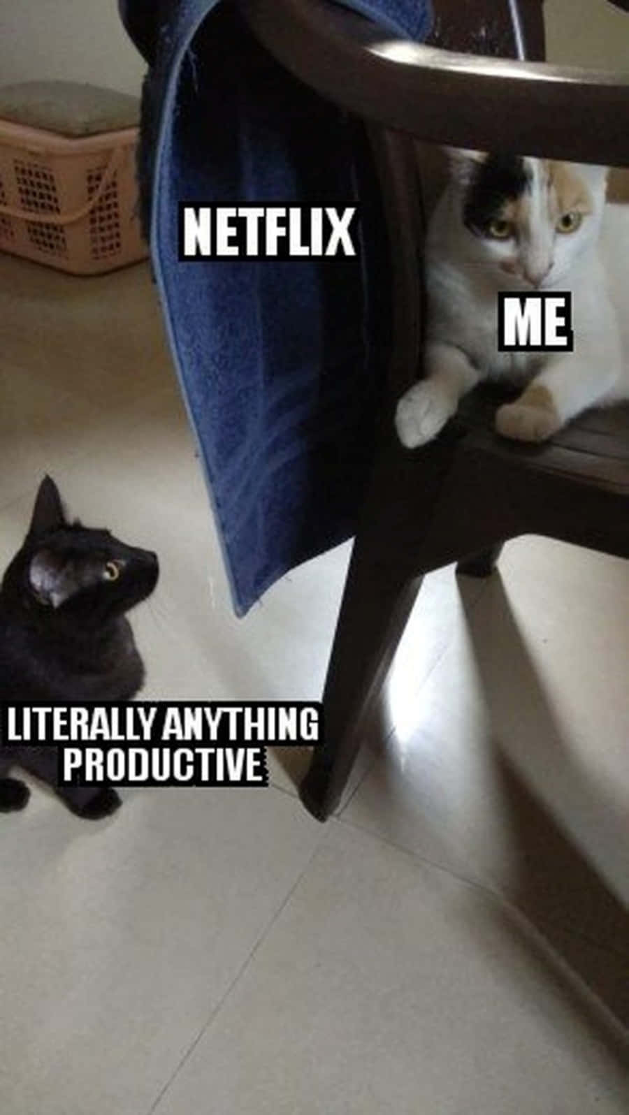 Klaar met Kat-memes? Muurpapier