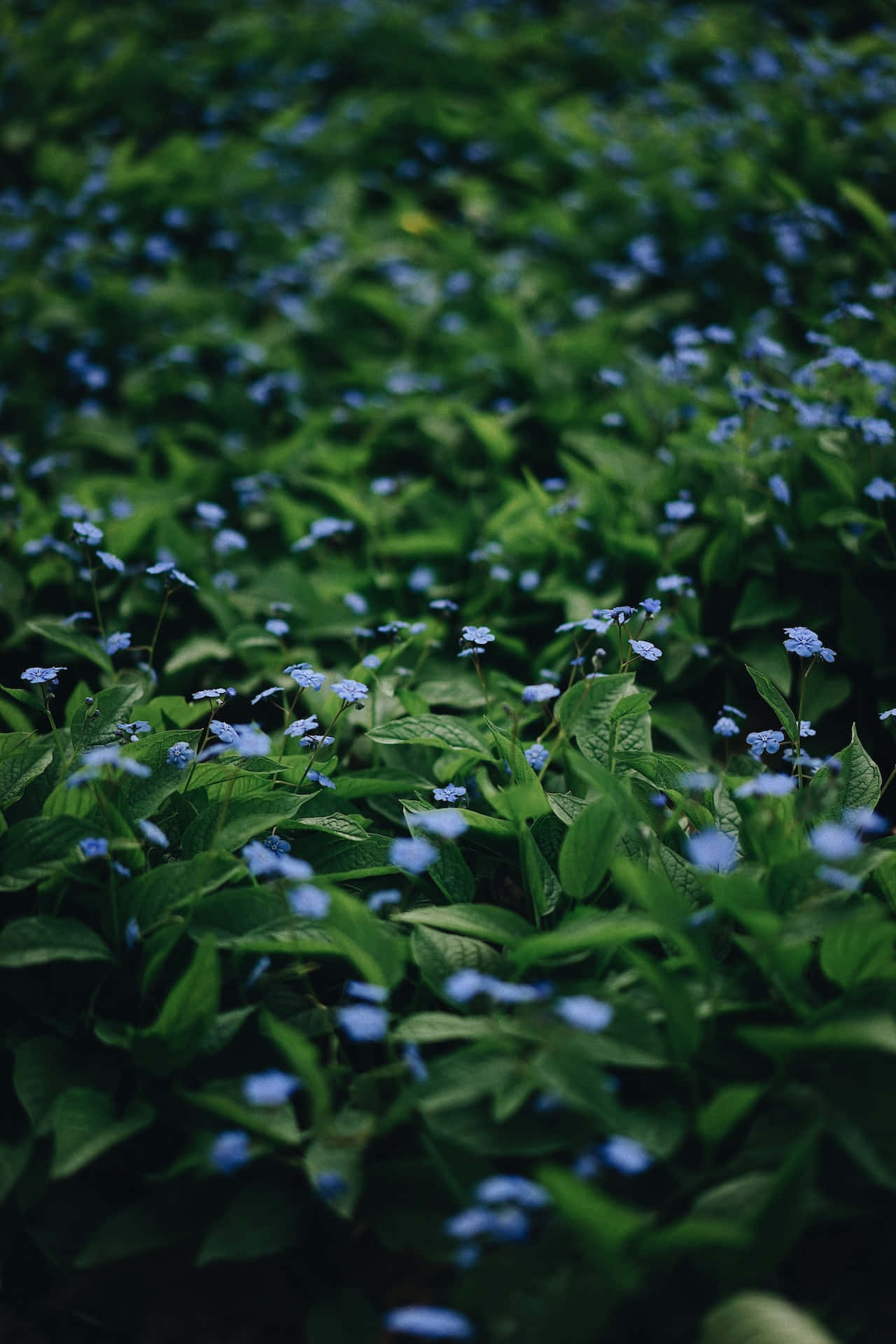 Klein Blou Blomme Foon Muurpapier