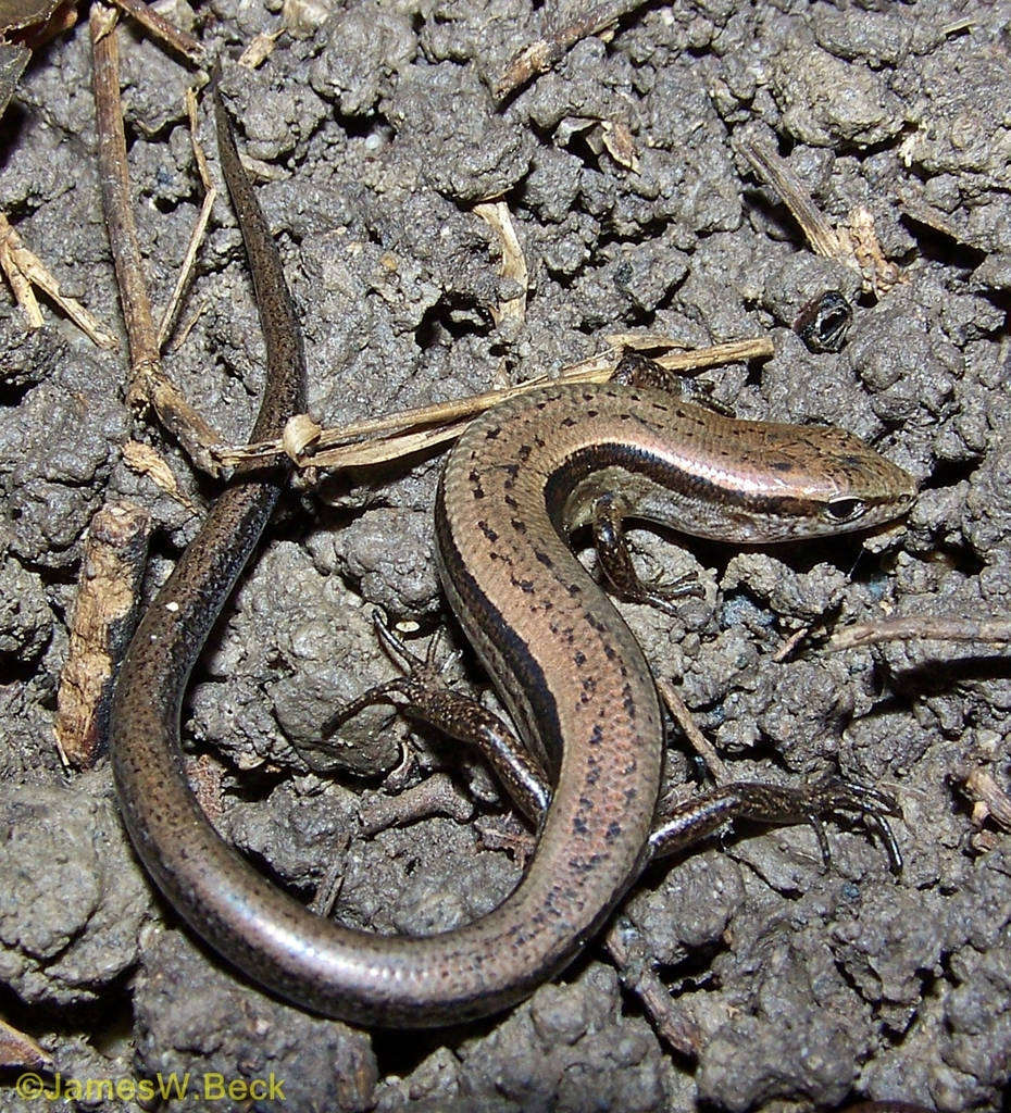 Klein Bruin Grondskink Alabama Muurpapier