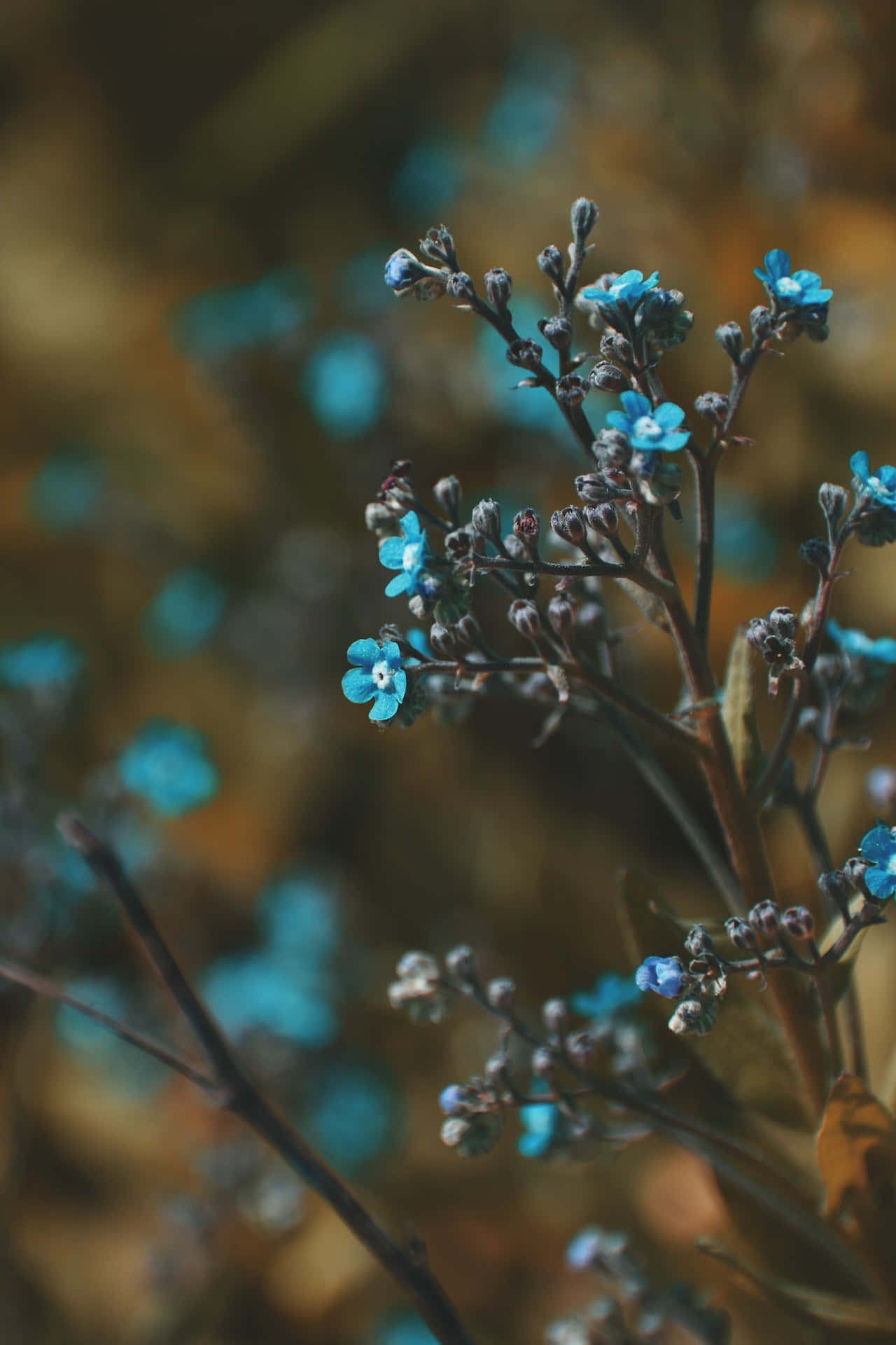 Klein Knoppe Blou Blomme Foon Muurpapier