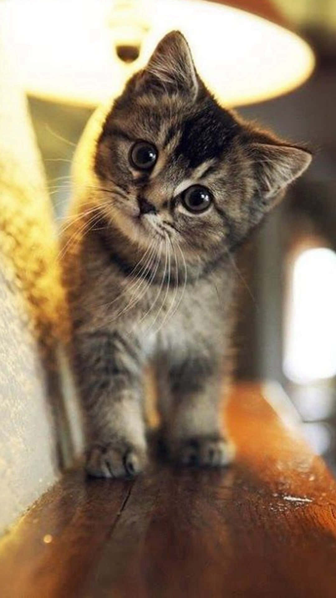 Klein Oulike Tabby Kat Foto Muurpapier
