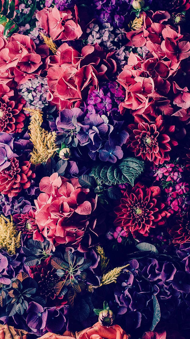 Kleurige Donker Skadu Bloem iPhone Muurpapier