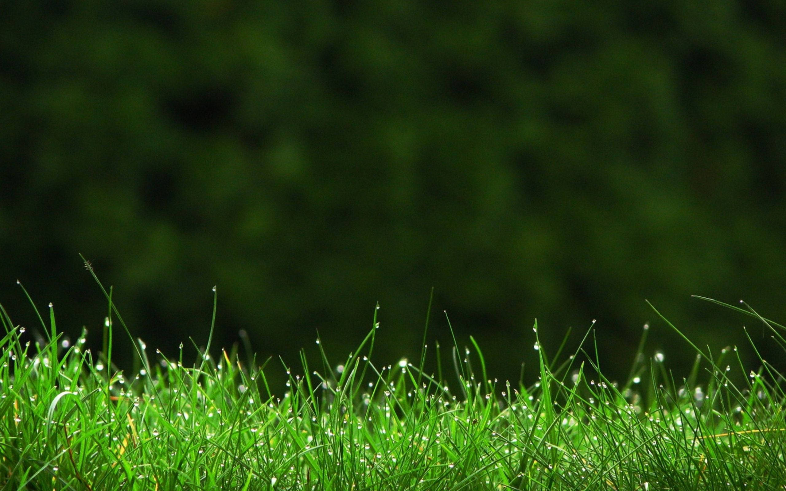 Kleurige groen gras teen 'n helder blou lug Muurpapier