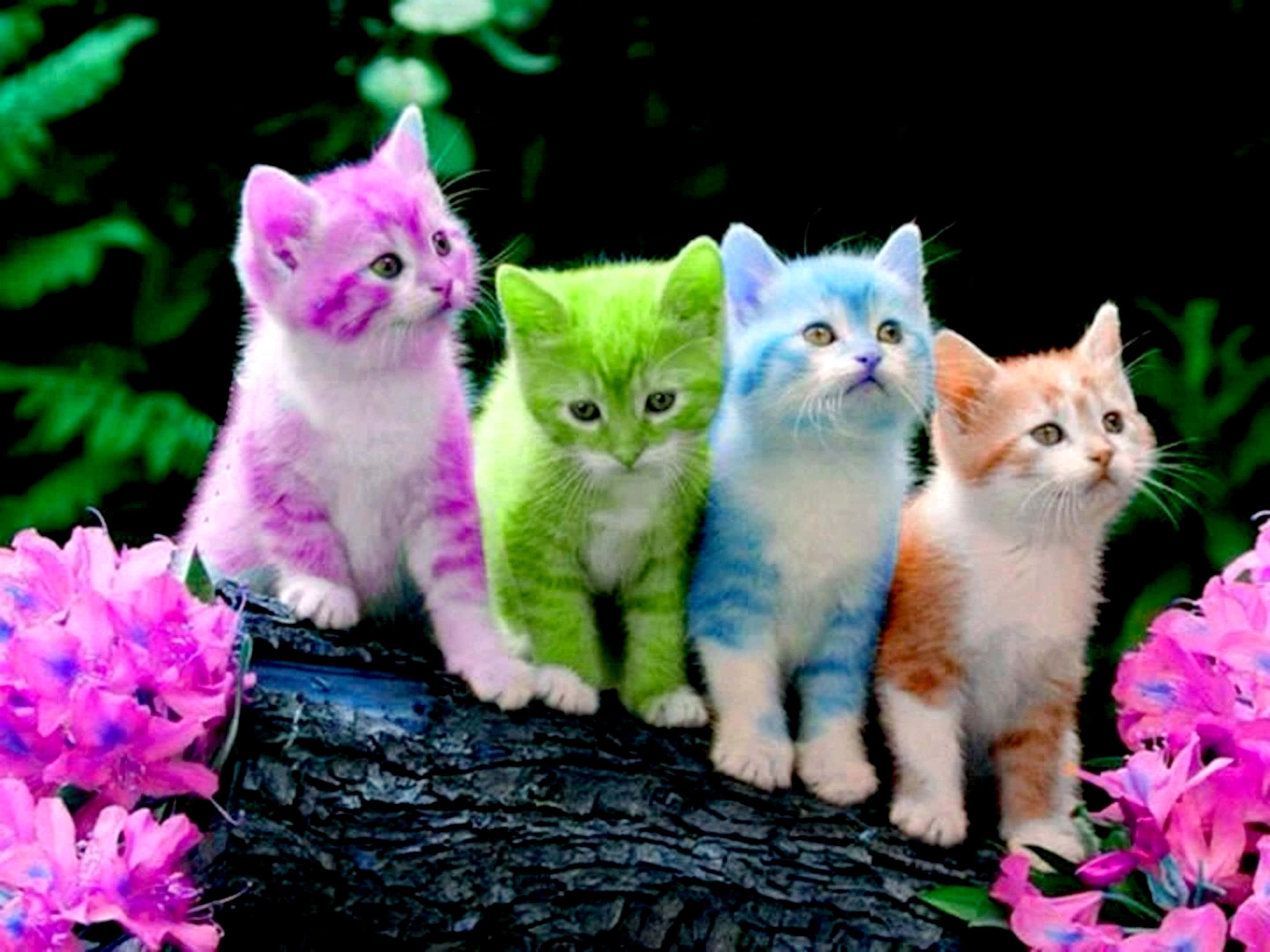 Kleurige Oulike Katte Prent Muurpapier
