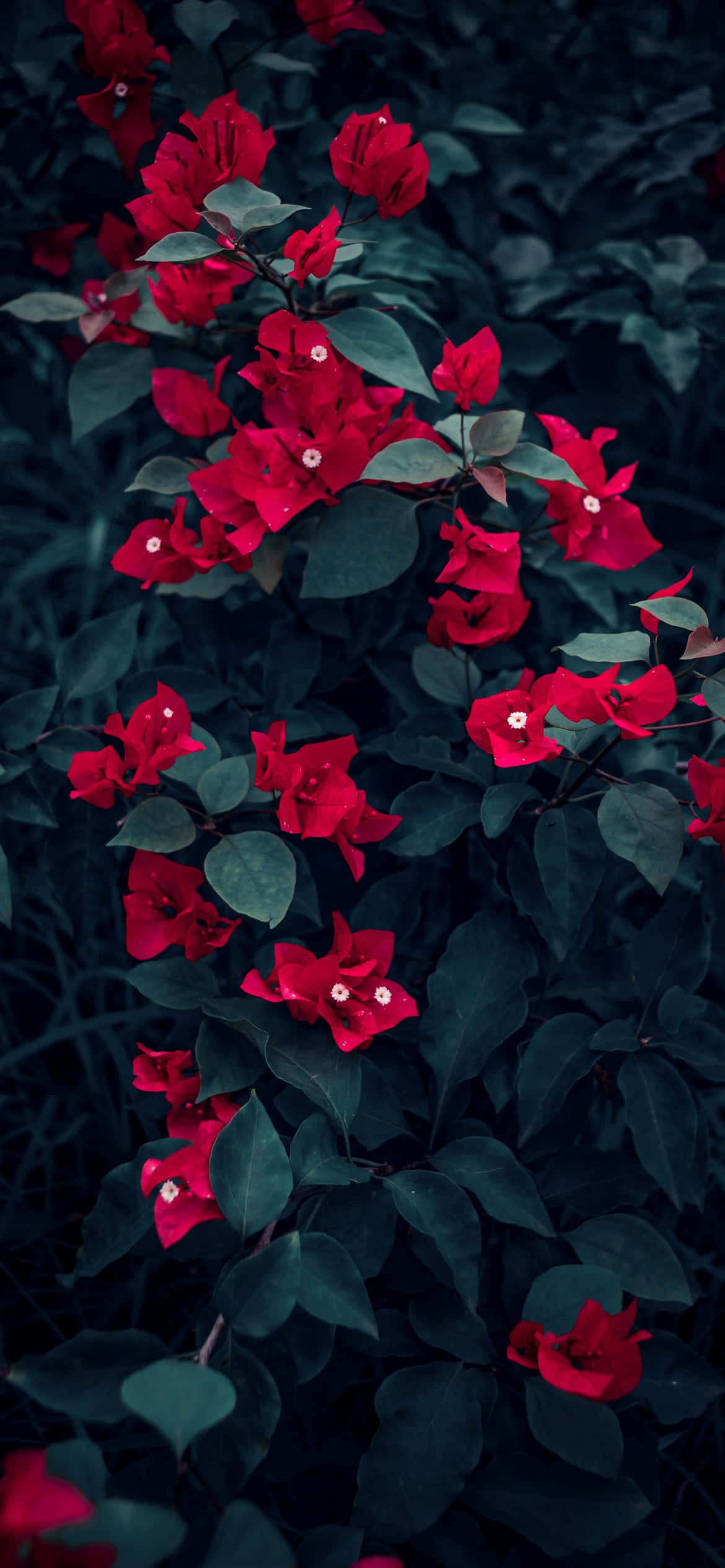 Kleurvolle blomme teen 'n blou lug Muurpapier