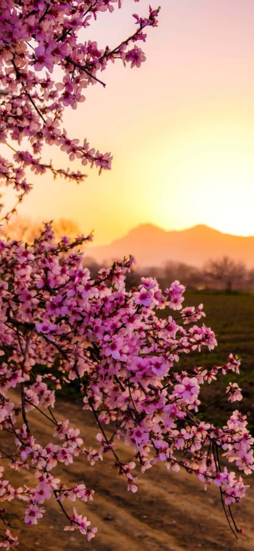 Kleurvolle blomme teen 'n helder blou lug op iPhone Muurpapier