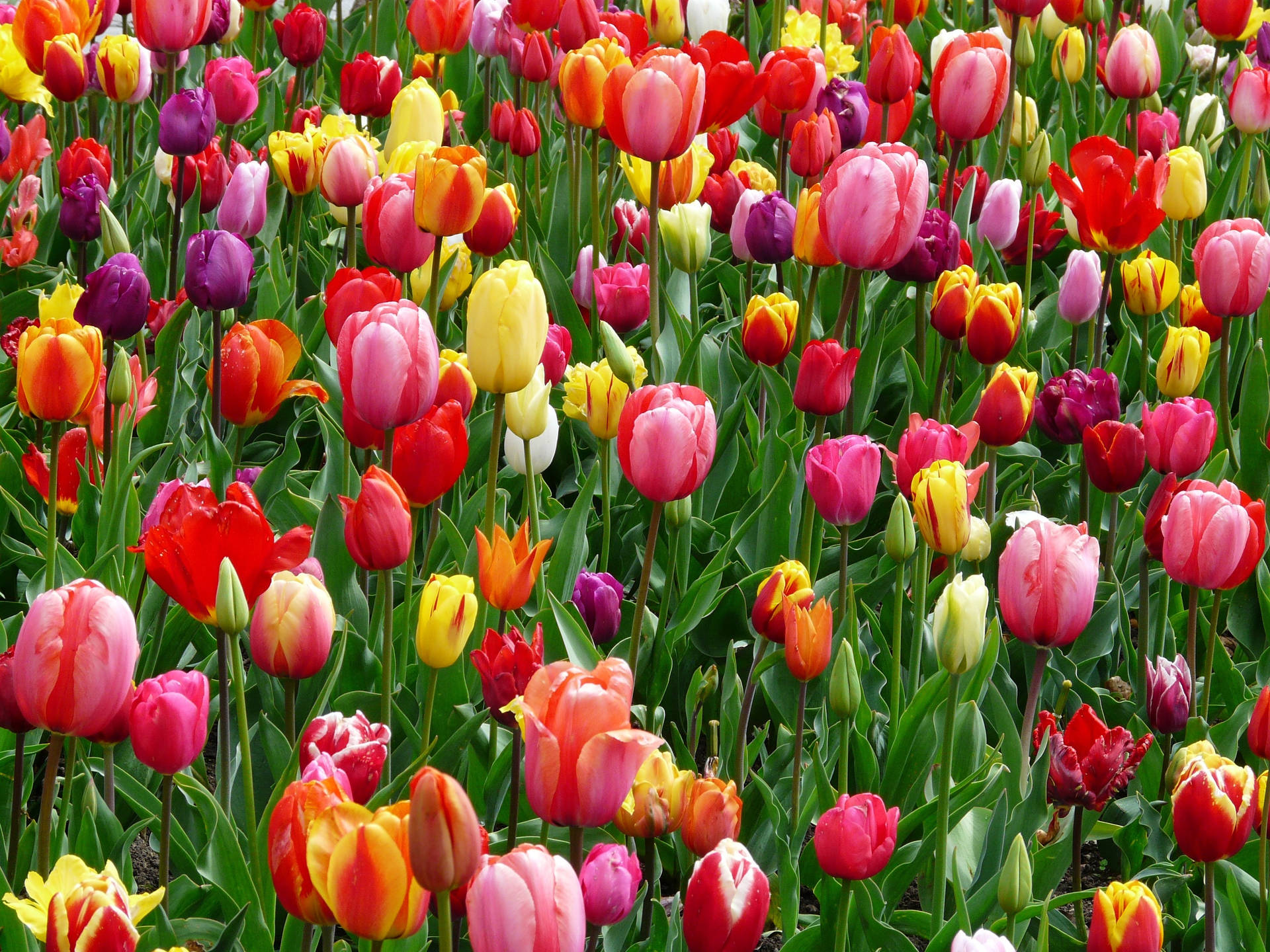 Kleurvolle Veld van Tulpblomme