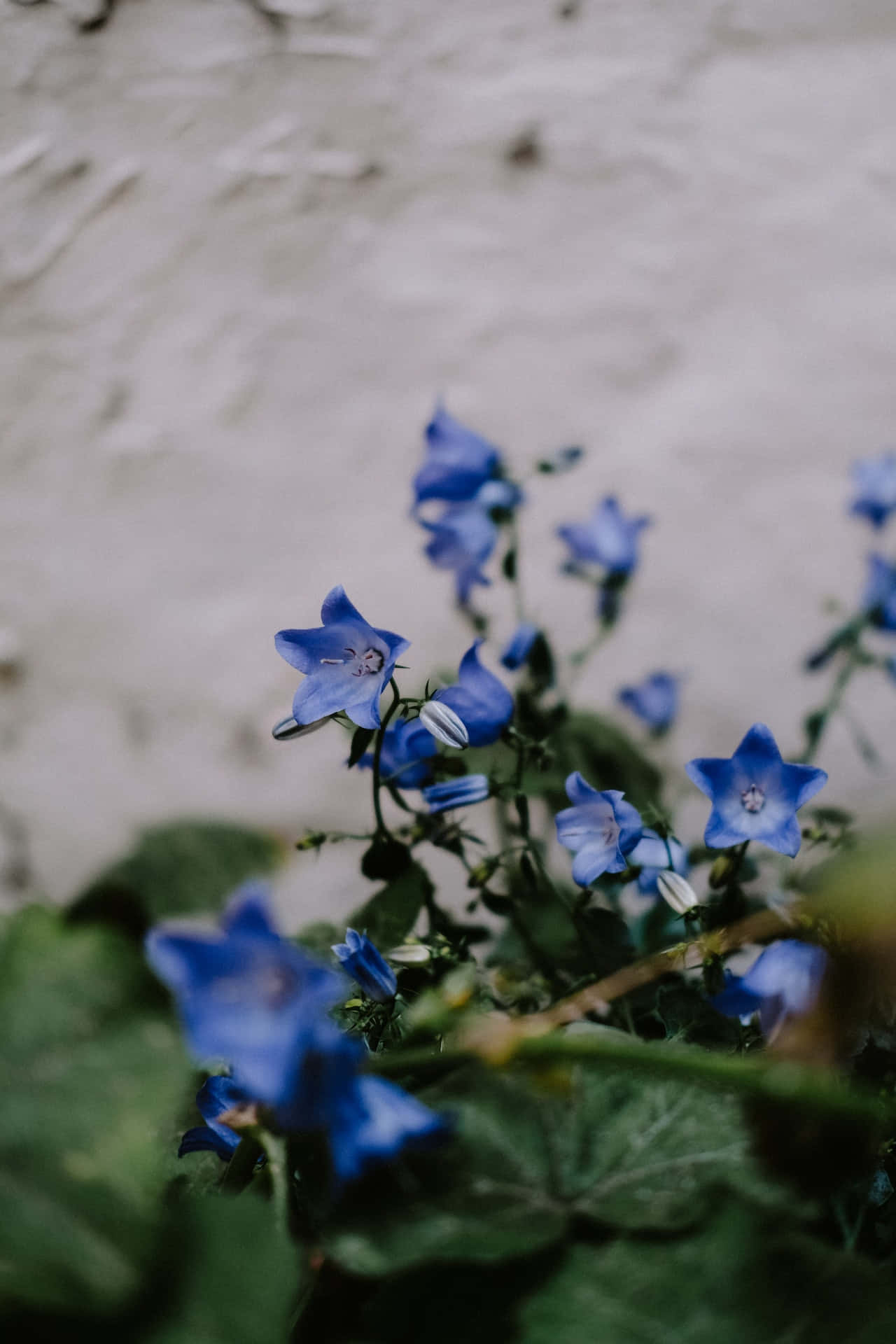 Klokkieblom Blou Blomme Foon Muurpapier