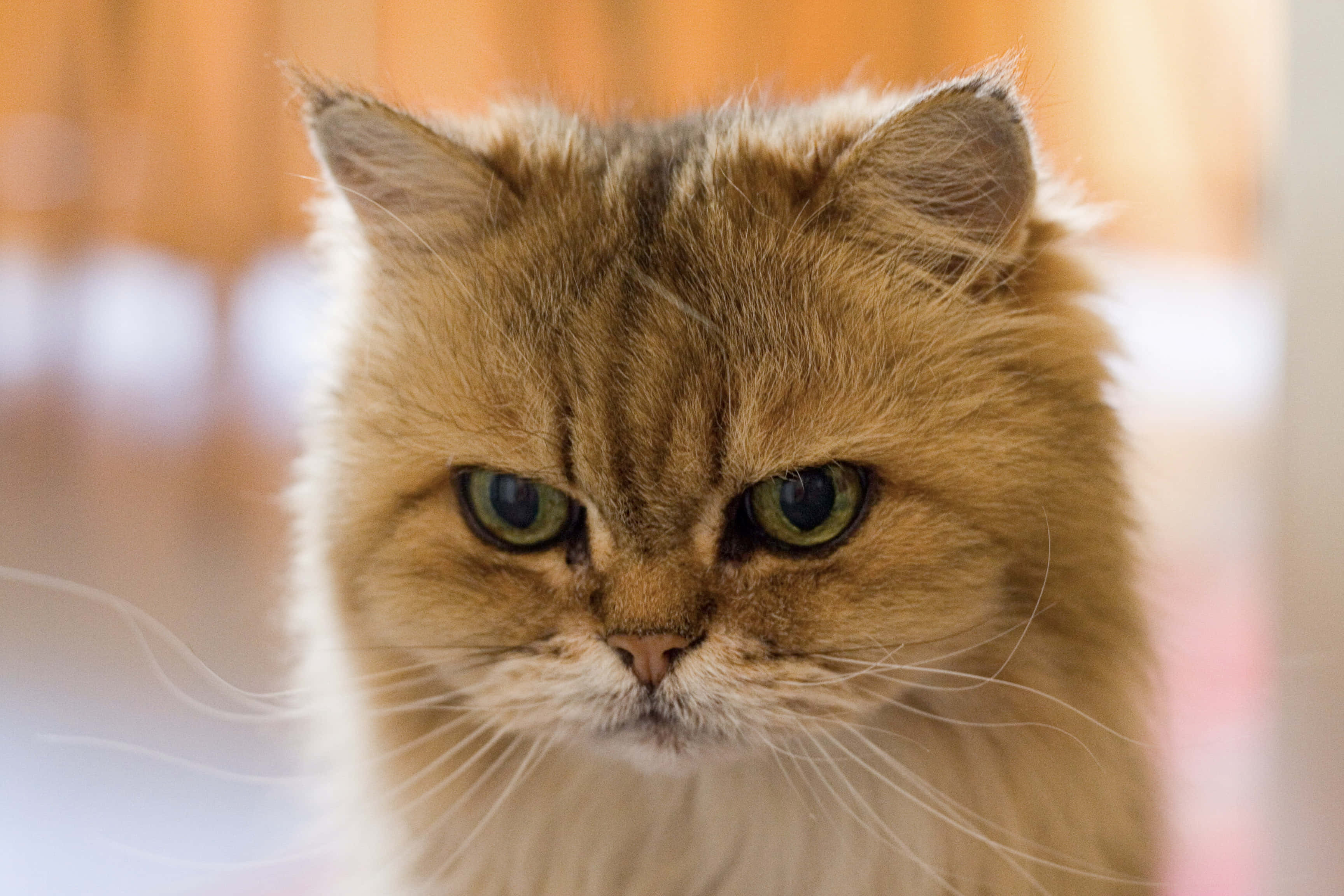 "Knorrige Kat Is So Oor Dit!" Muurpapier