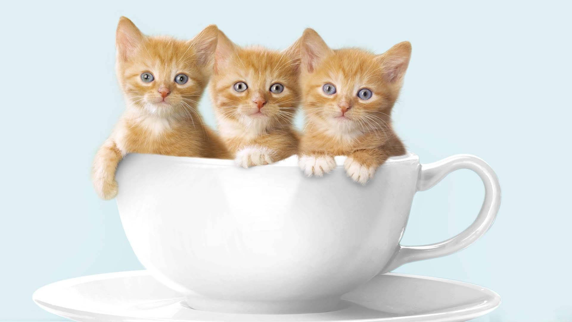 Knus kat wat in 'n koffiebeker gekruip het Muurpapier