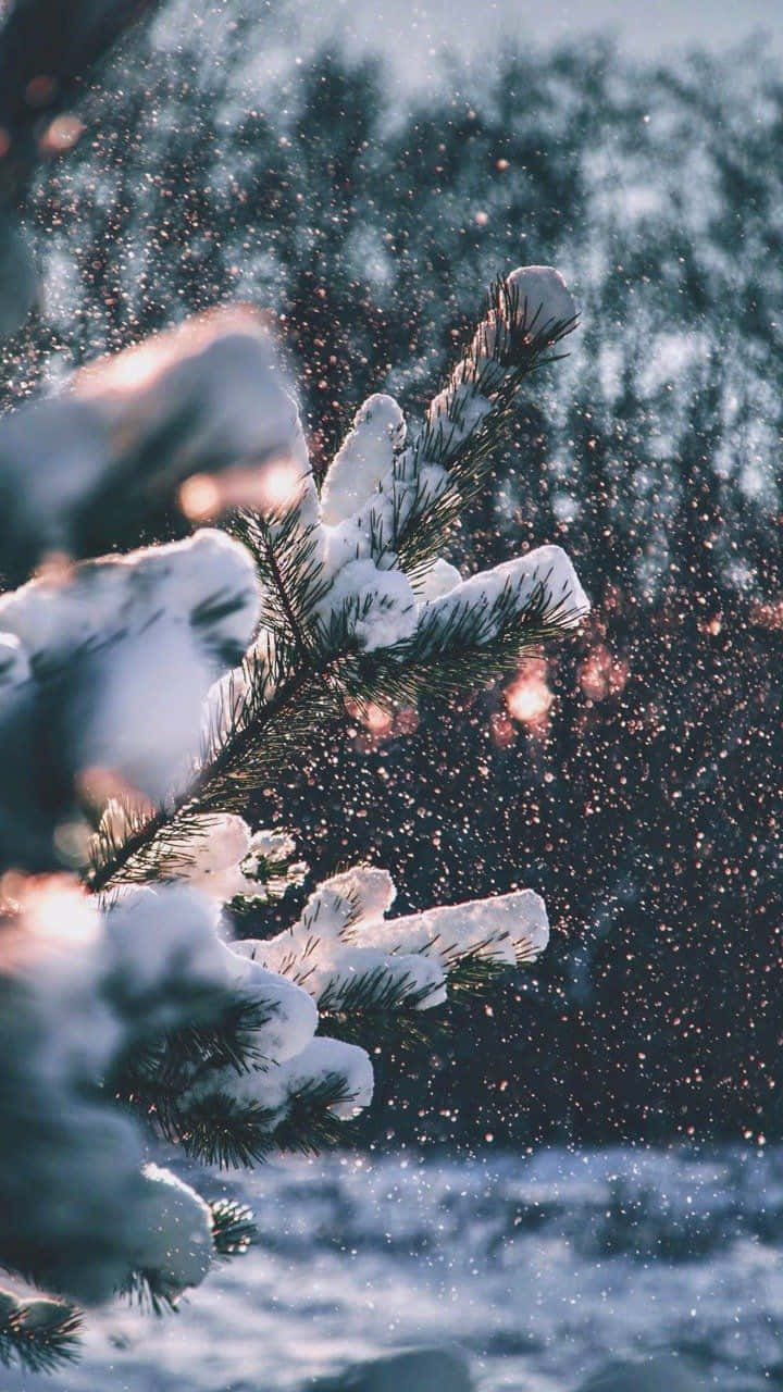 Knus Winter Sneeuw Denneblare Tumblr Muurpapier