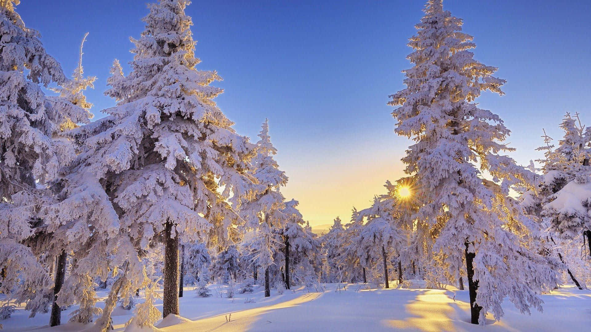 Knus Winter Wonderland Dennebome Prent Muurpapier
