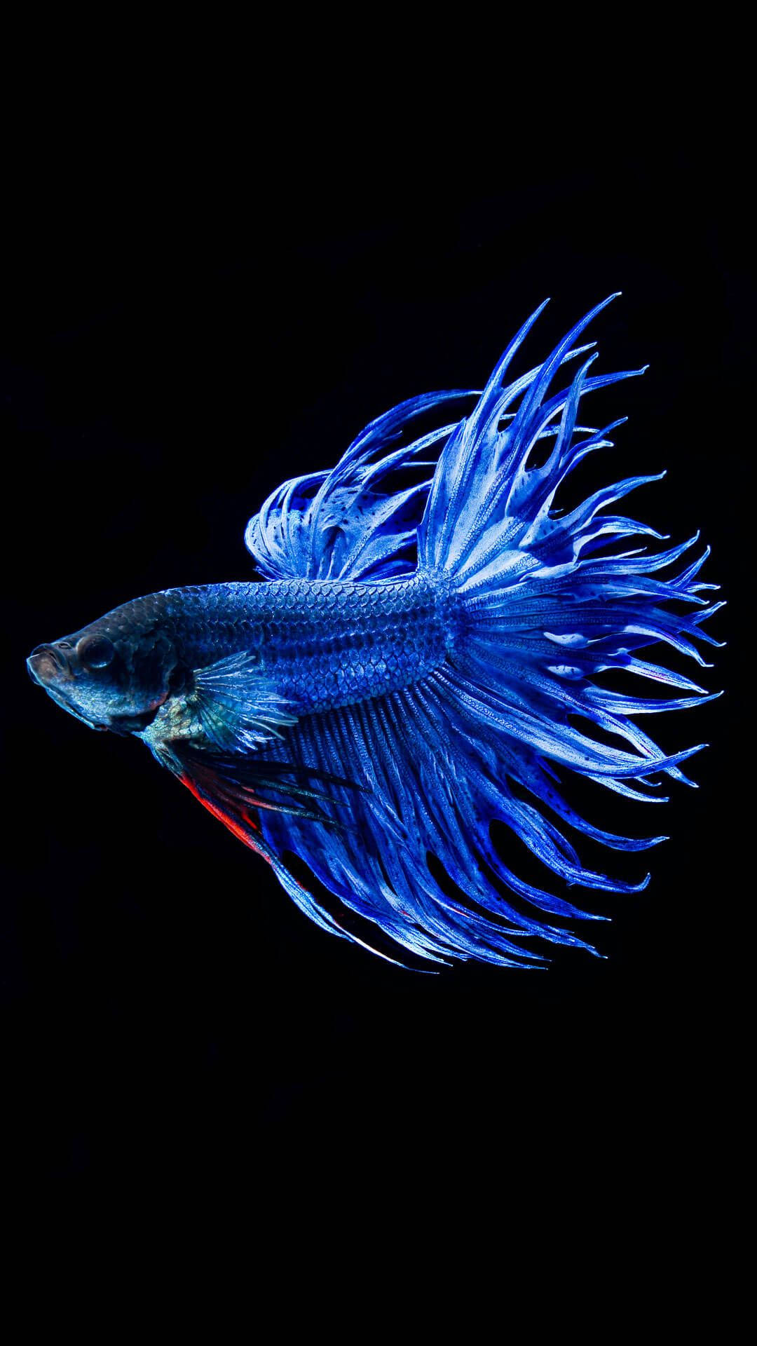 Koel Betta Vis Muurpapier