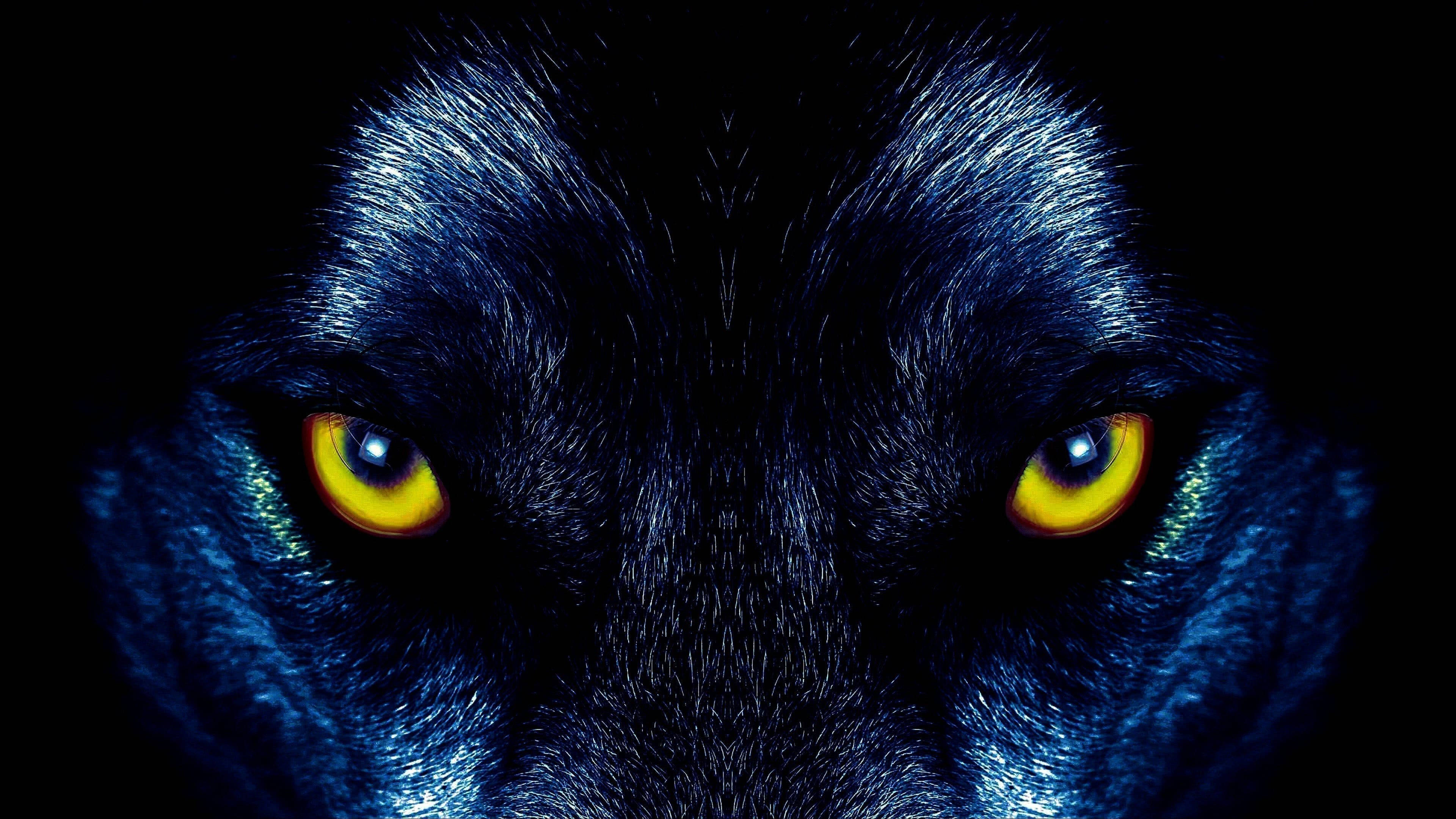 Koel Geeloog Swart Wolf Muurpapier