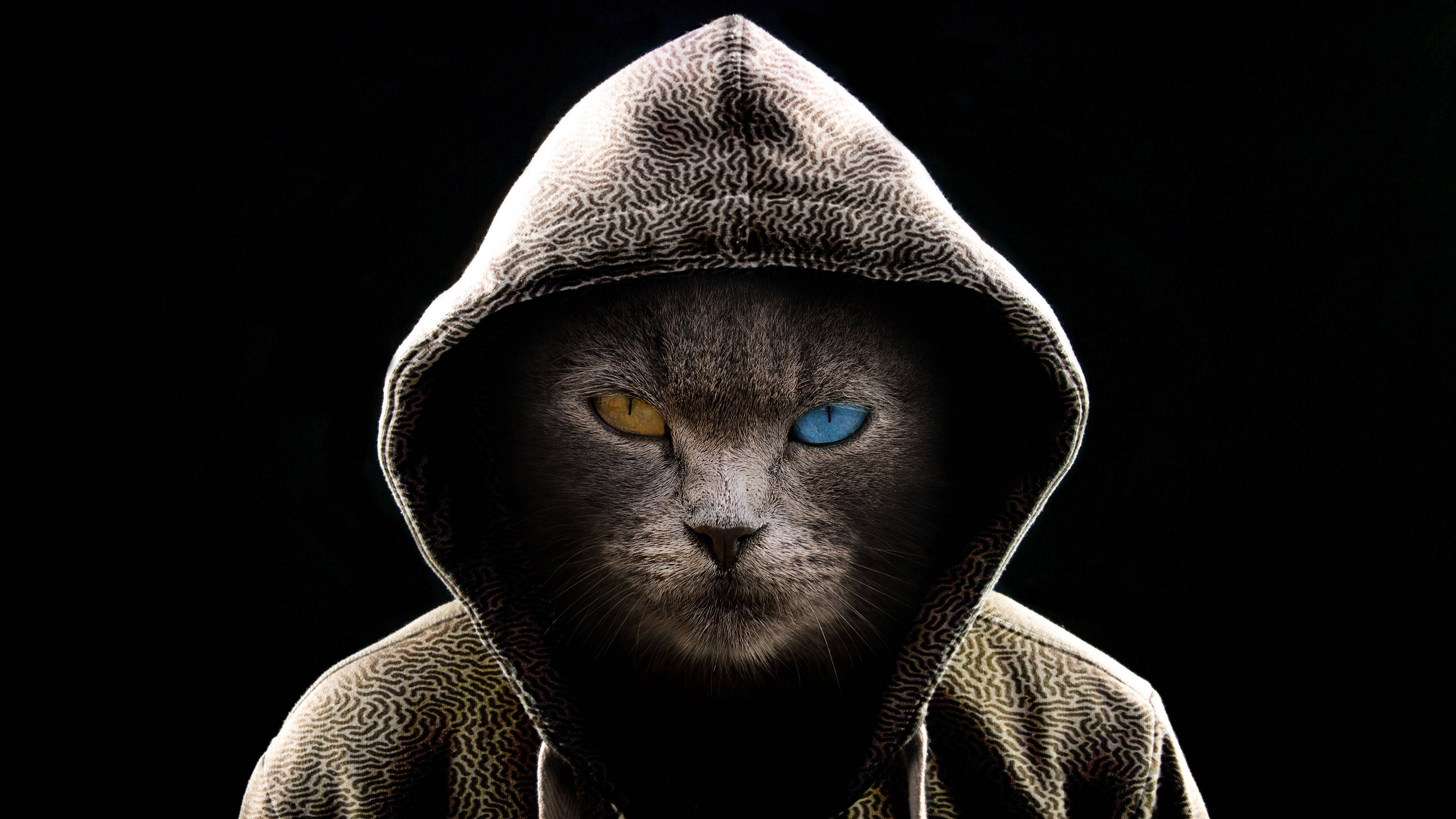Koel Gekapoe Swart Kat Rekenaar Muurpapier