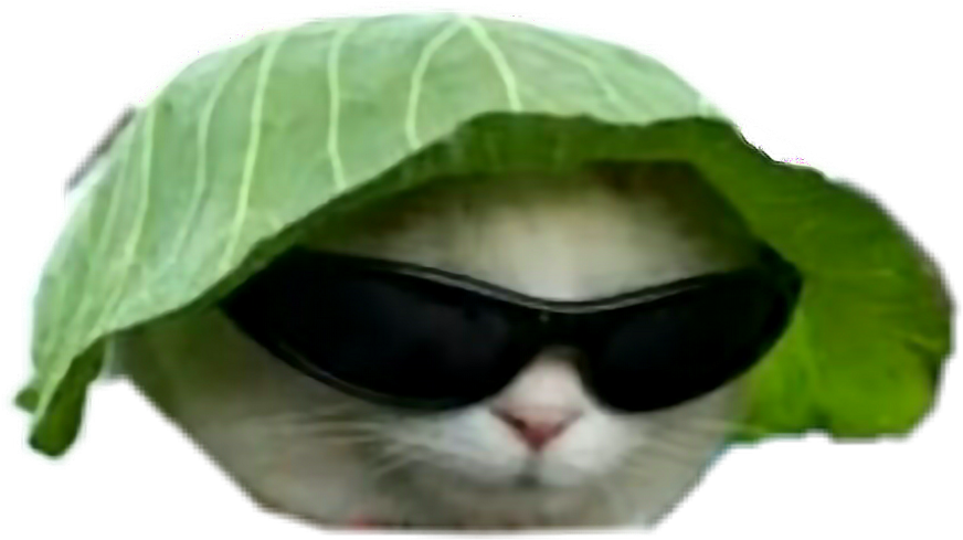 Koel Kat Met Blaarhoed en Sonbril.PNG Muurpapier