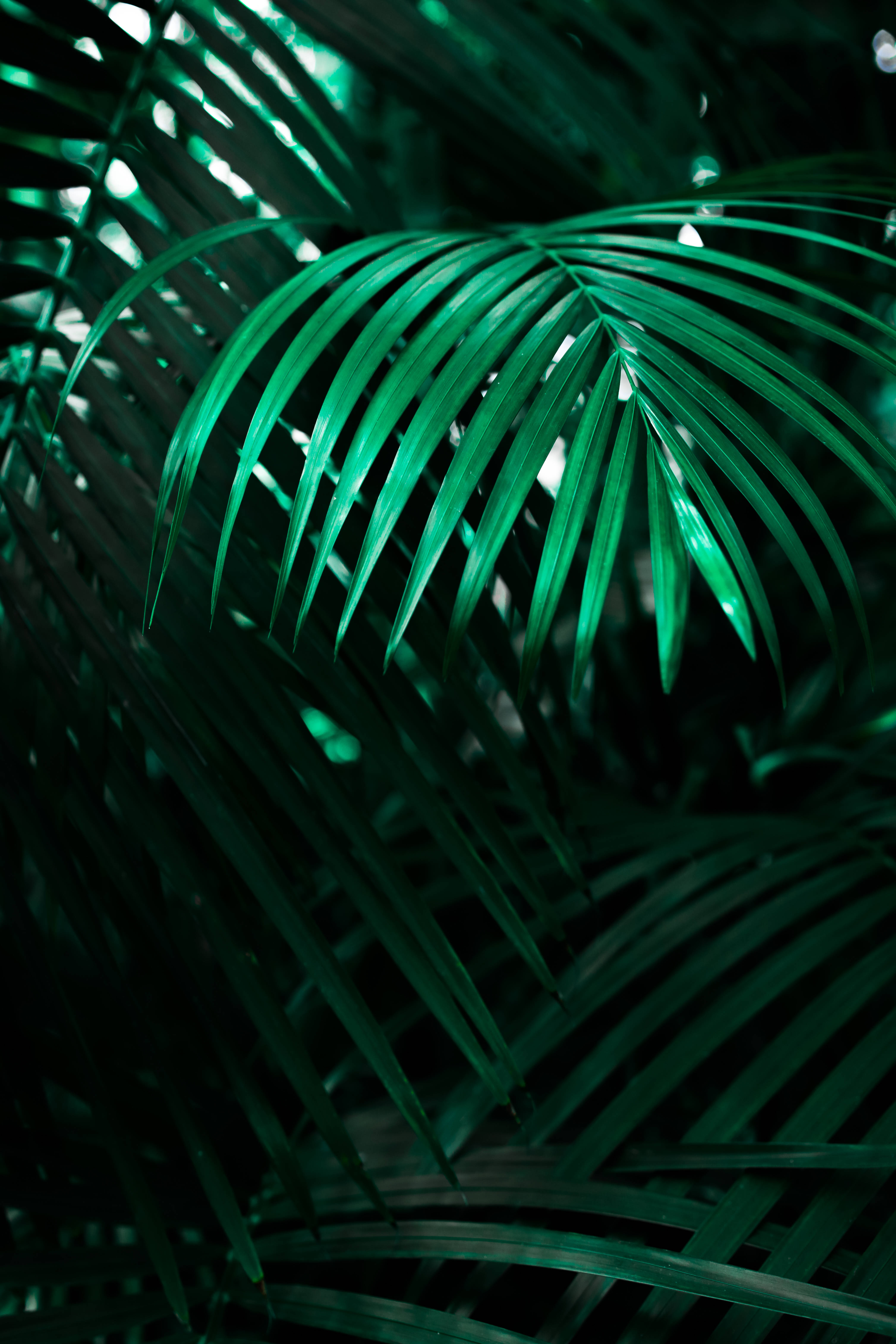 Koel Neon Wolf Sluitskerm-agtergrond Muurpapier