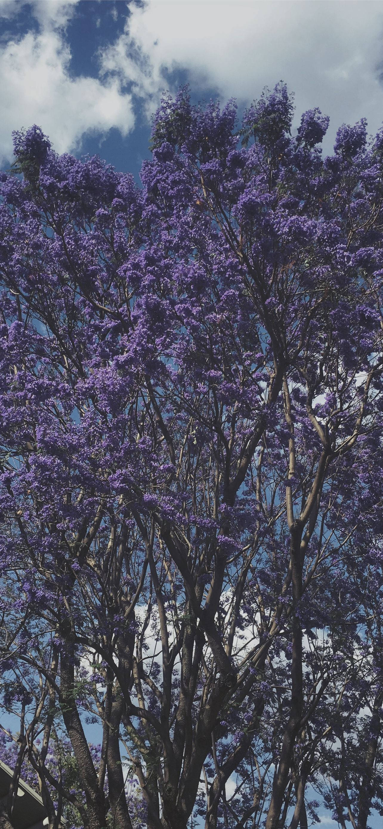 Koel Pers Boom Muurpapier