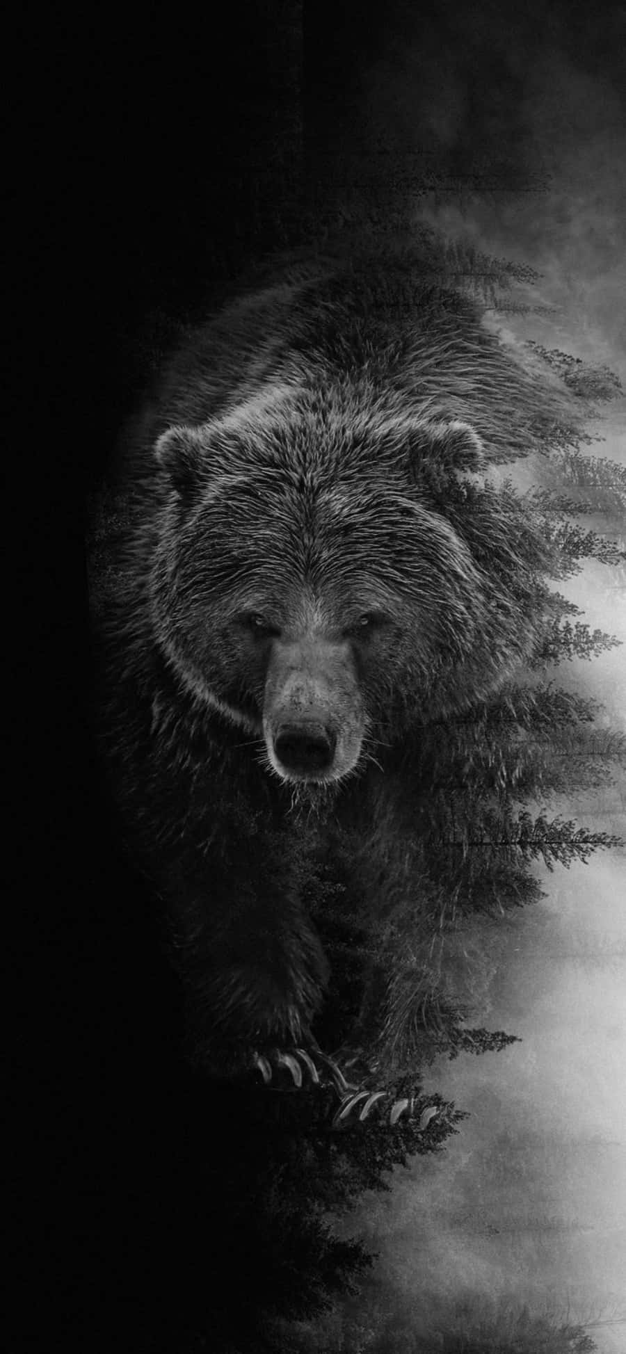 Koel Redigeer Swart Beer Prent Muurpapier