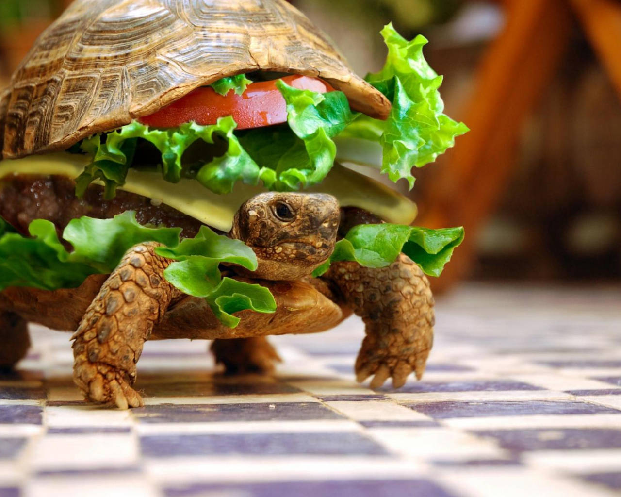 Koel Skilpad Burger Muurpapier