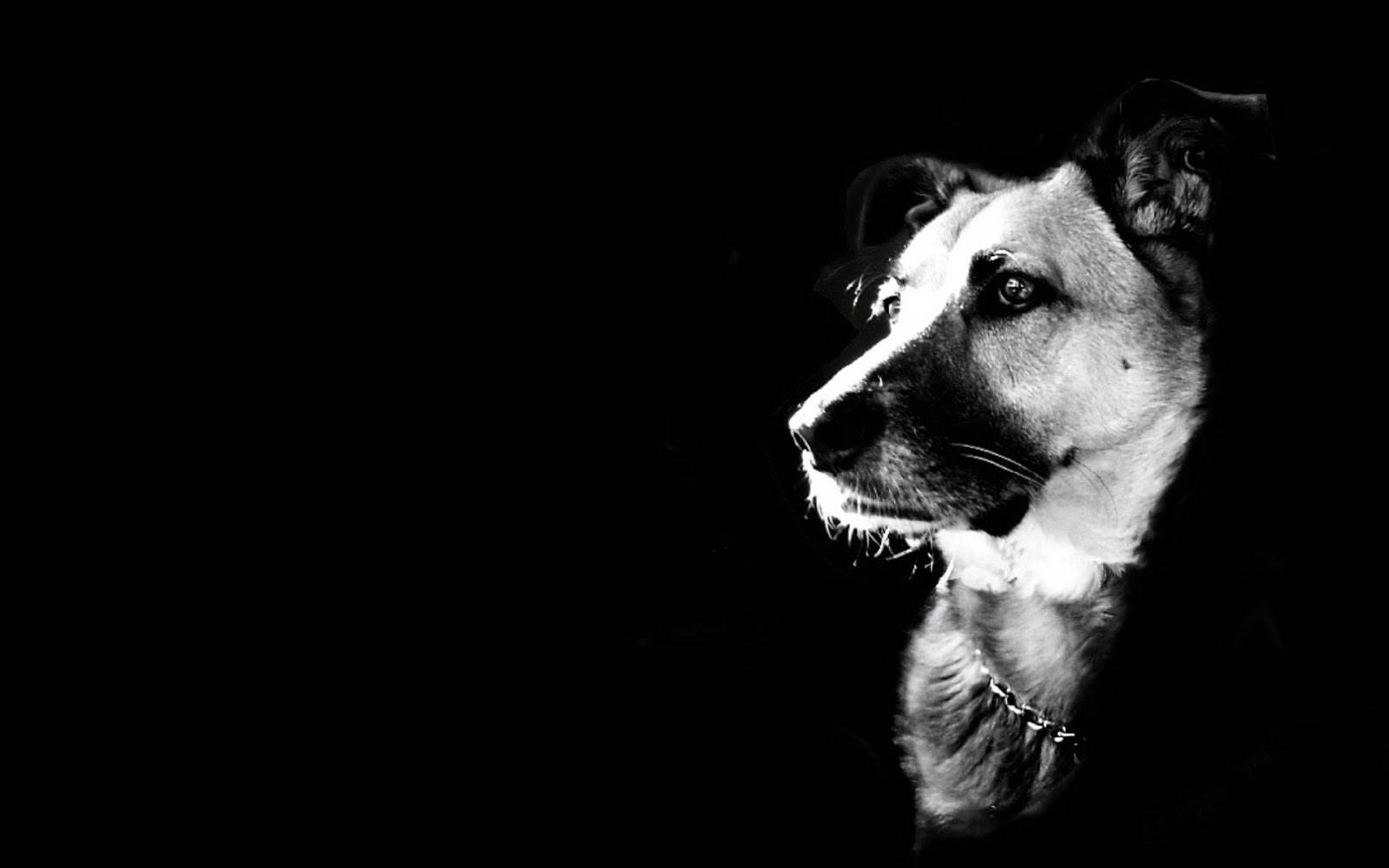 Koel Swart en Wit Hond Muurpapier