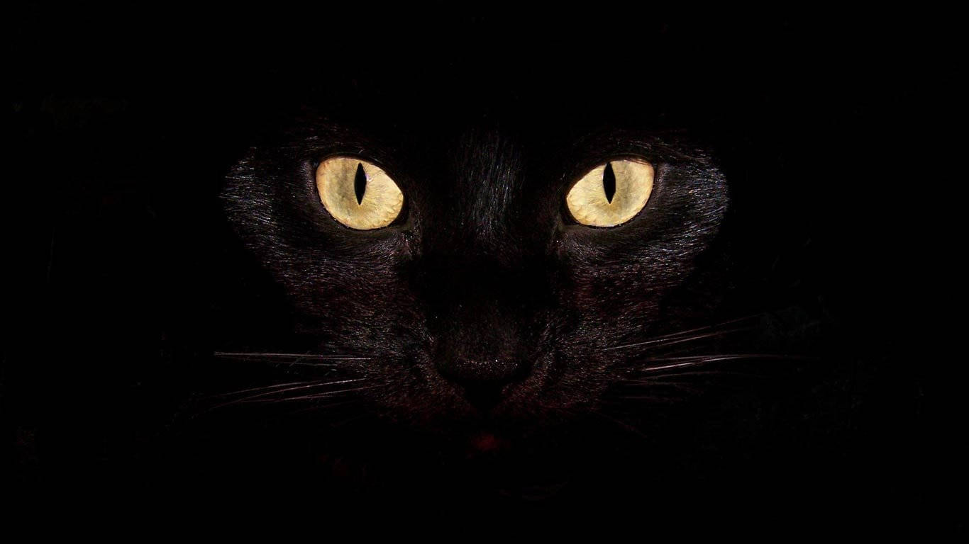 Koel Swart Kat Muurpapier