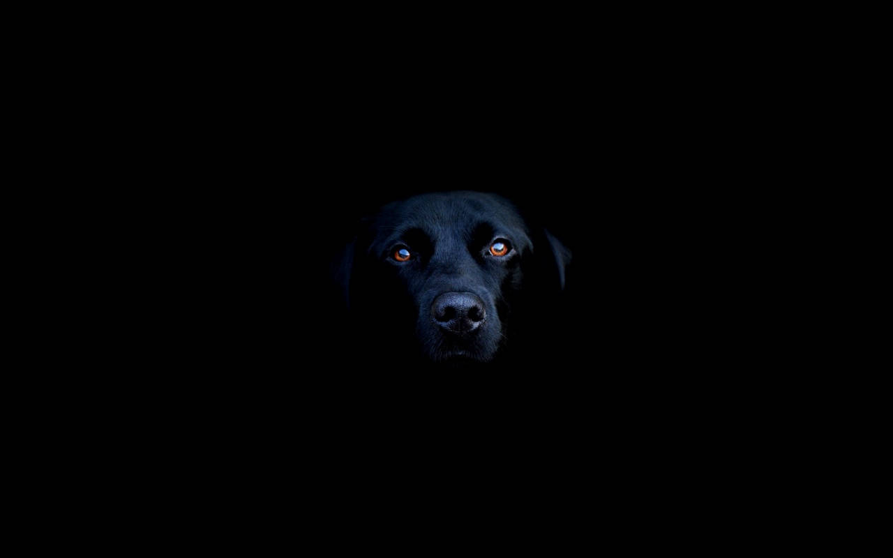 Koel Swart Labrador Muurpapier