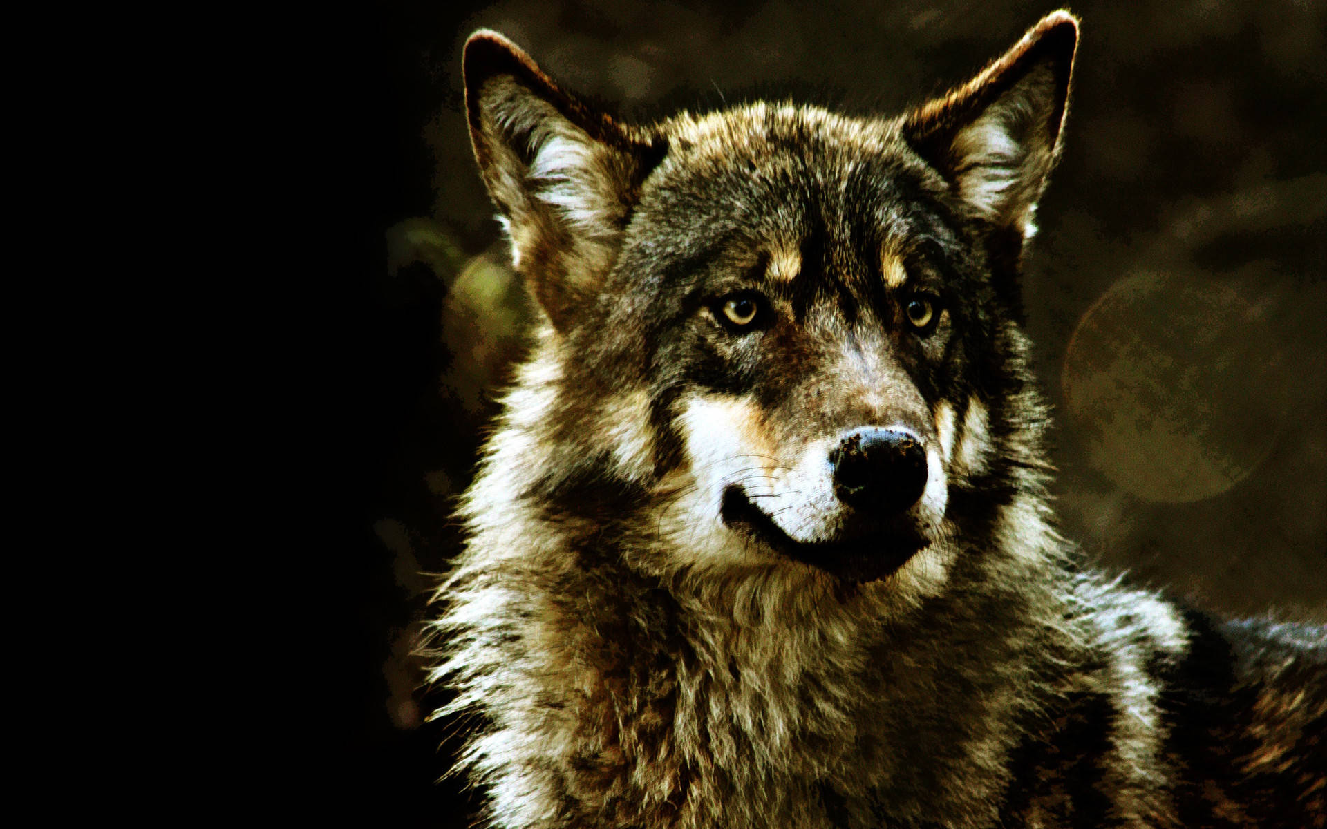 Koel Wolf Kuns Muurpapier
