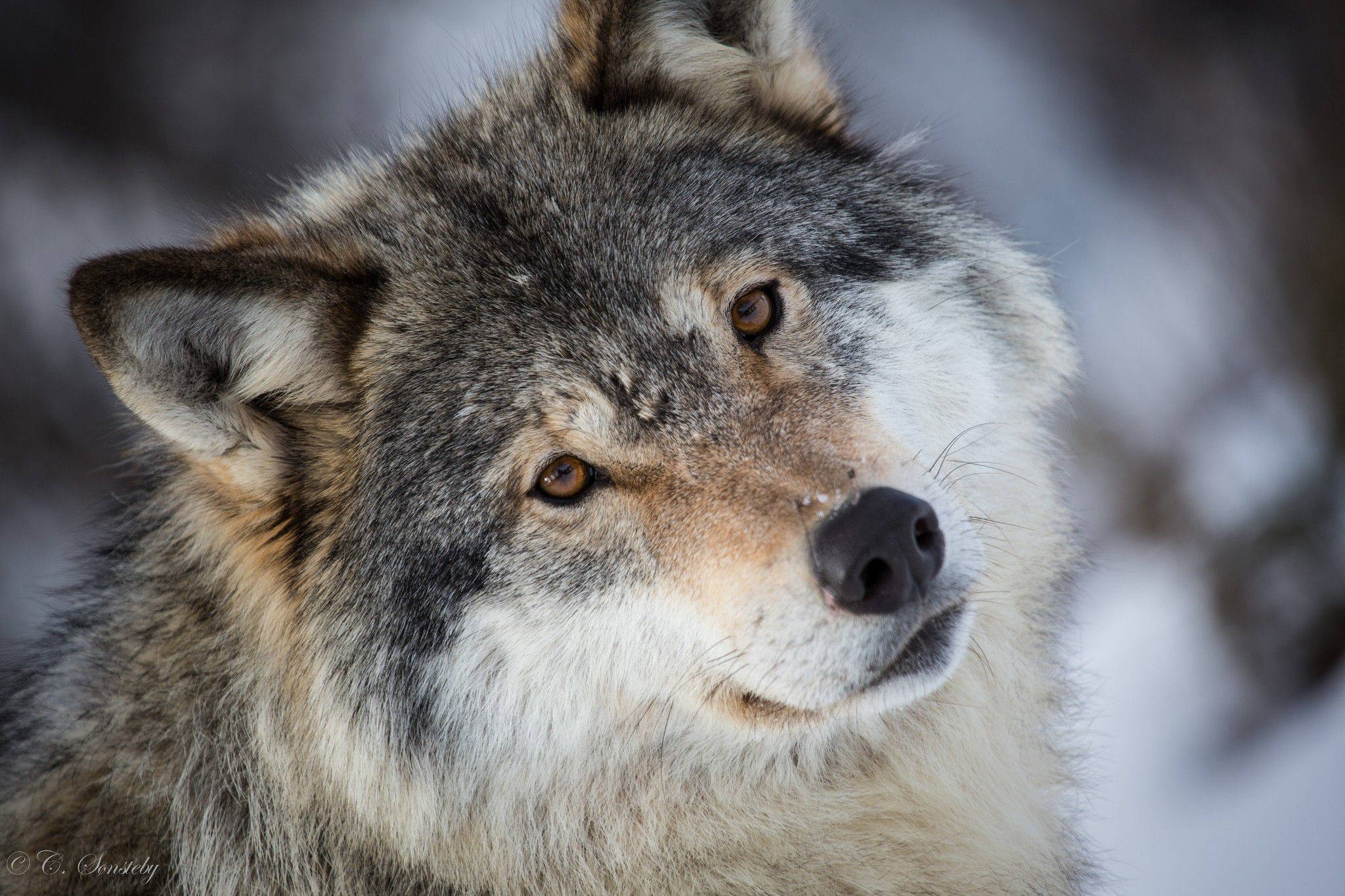 Koel Wolf Oulike Staring Muurpapier