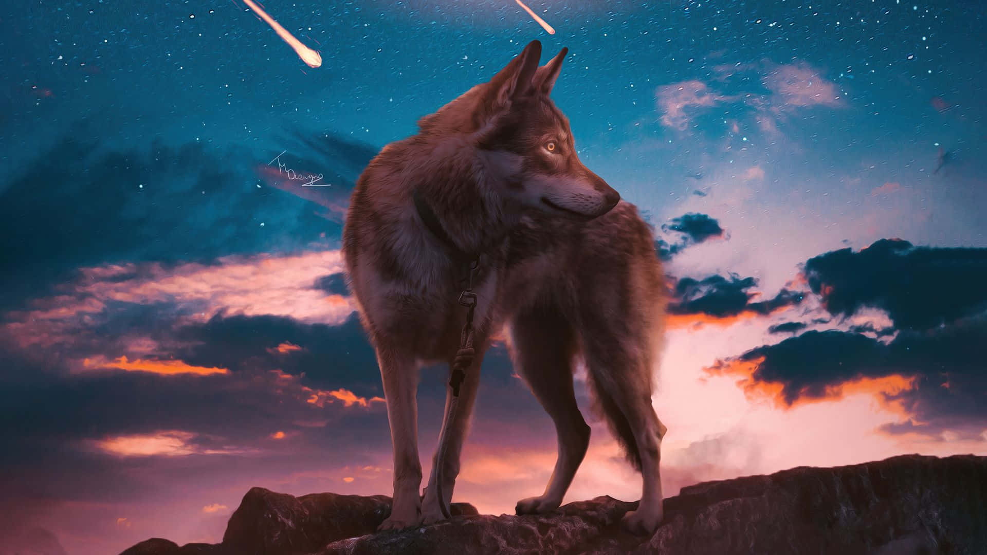 Koer Wolf Estetika Skietende Sterre Muurpapier