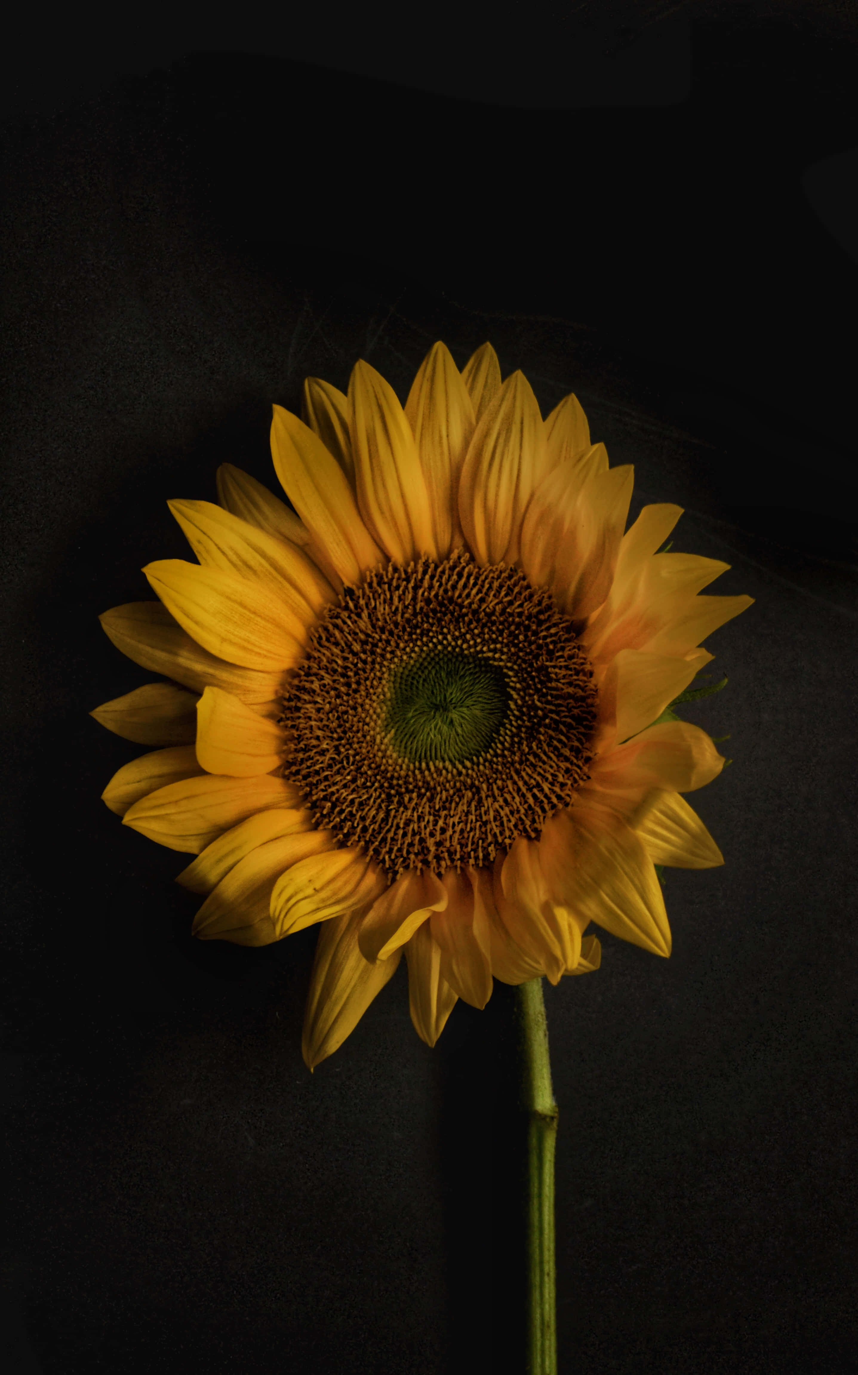 Kol op 'n sonneblomfoon Muurpapier