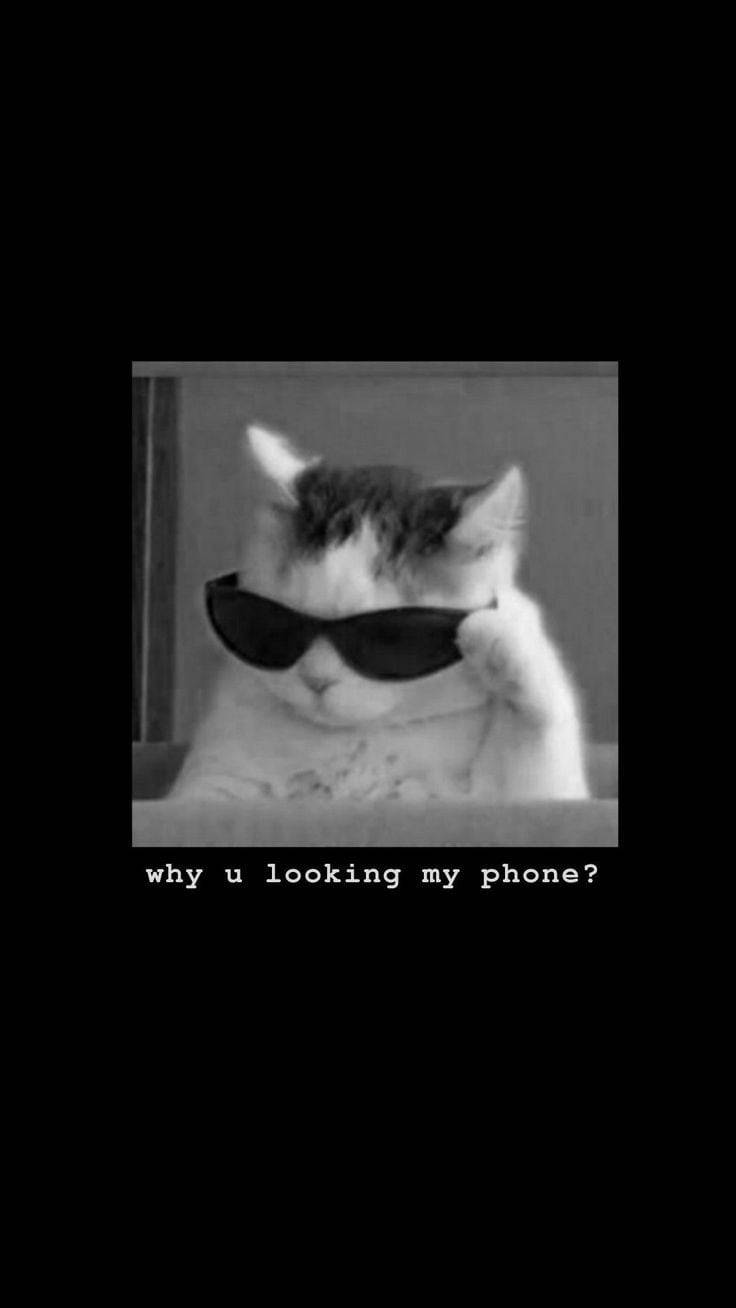 Komedie Kry Af My Foon Bril Kat Muurpapier