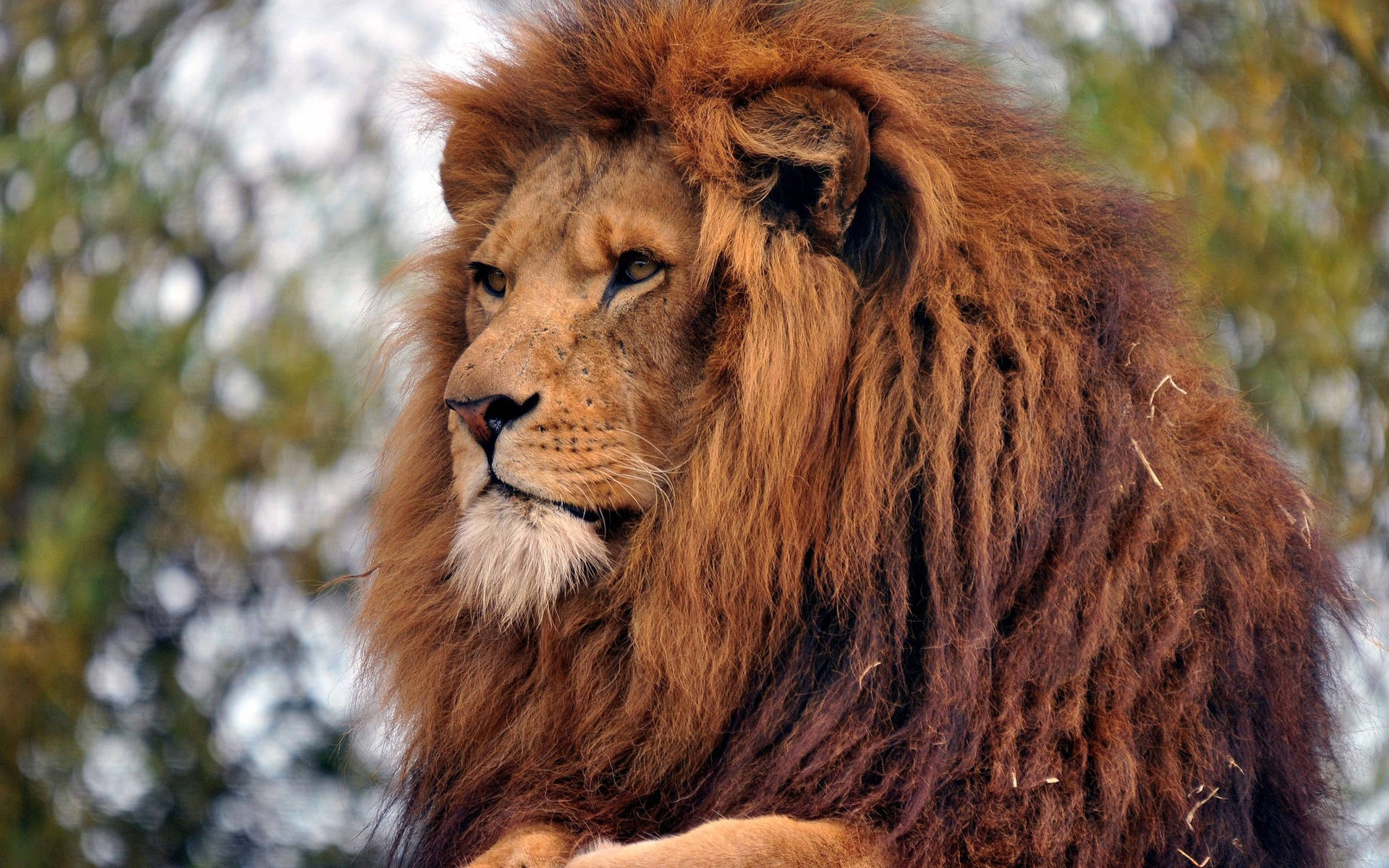 Roofdier leeu met bruin maanhaar en felle amber oë wat sy omgewing soos 'n Koning in die wildernis bekyk. Leeu as Koning van die Diere.