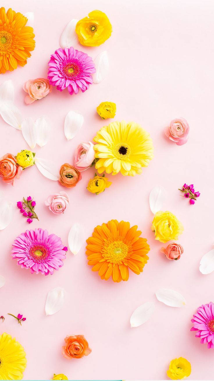 Kontrasterende Kleurvolle Blomme iPhone Muurpapier