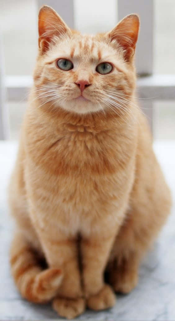 Kosbare gemmerkat prent Muurpapier