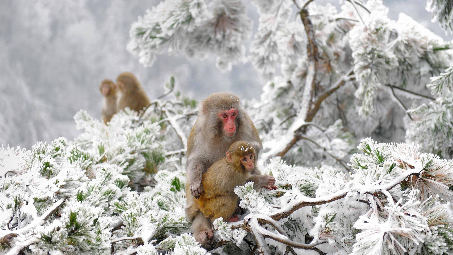 Koue Ape in Japan Winter Muurpapier