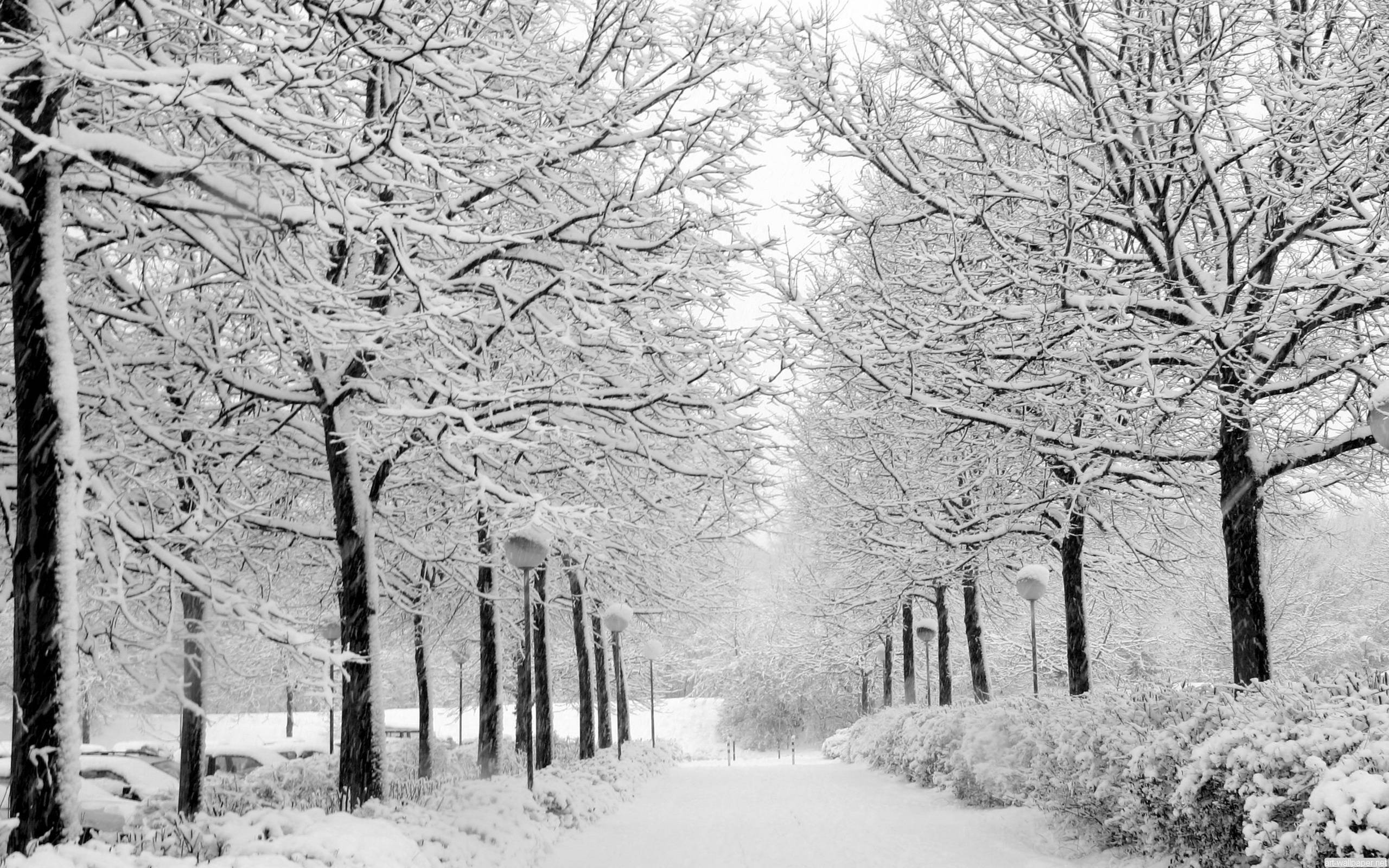 Koue Sneeuw Parkpad Muurpapier