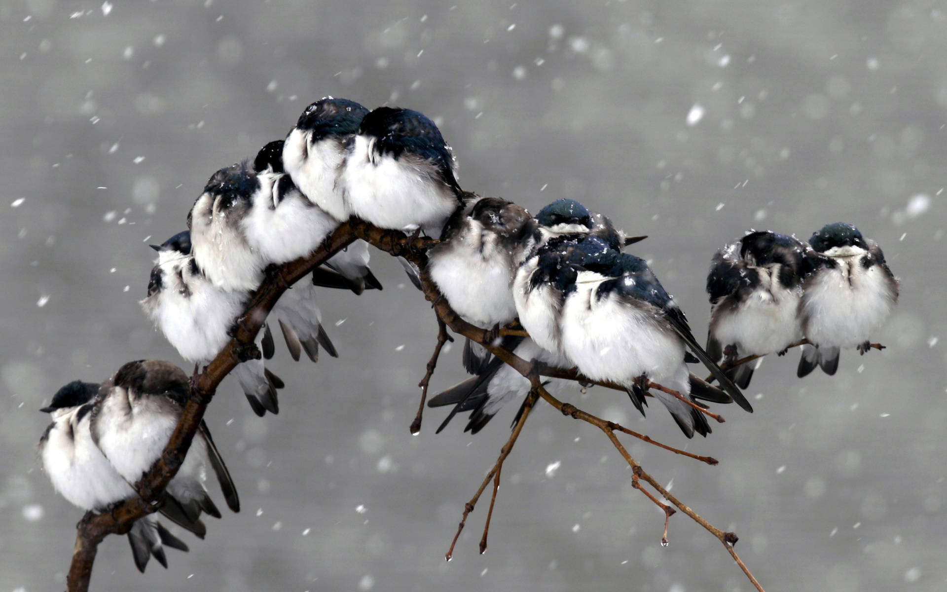 Koue Voëls In Winterstorm Muurpapier