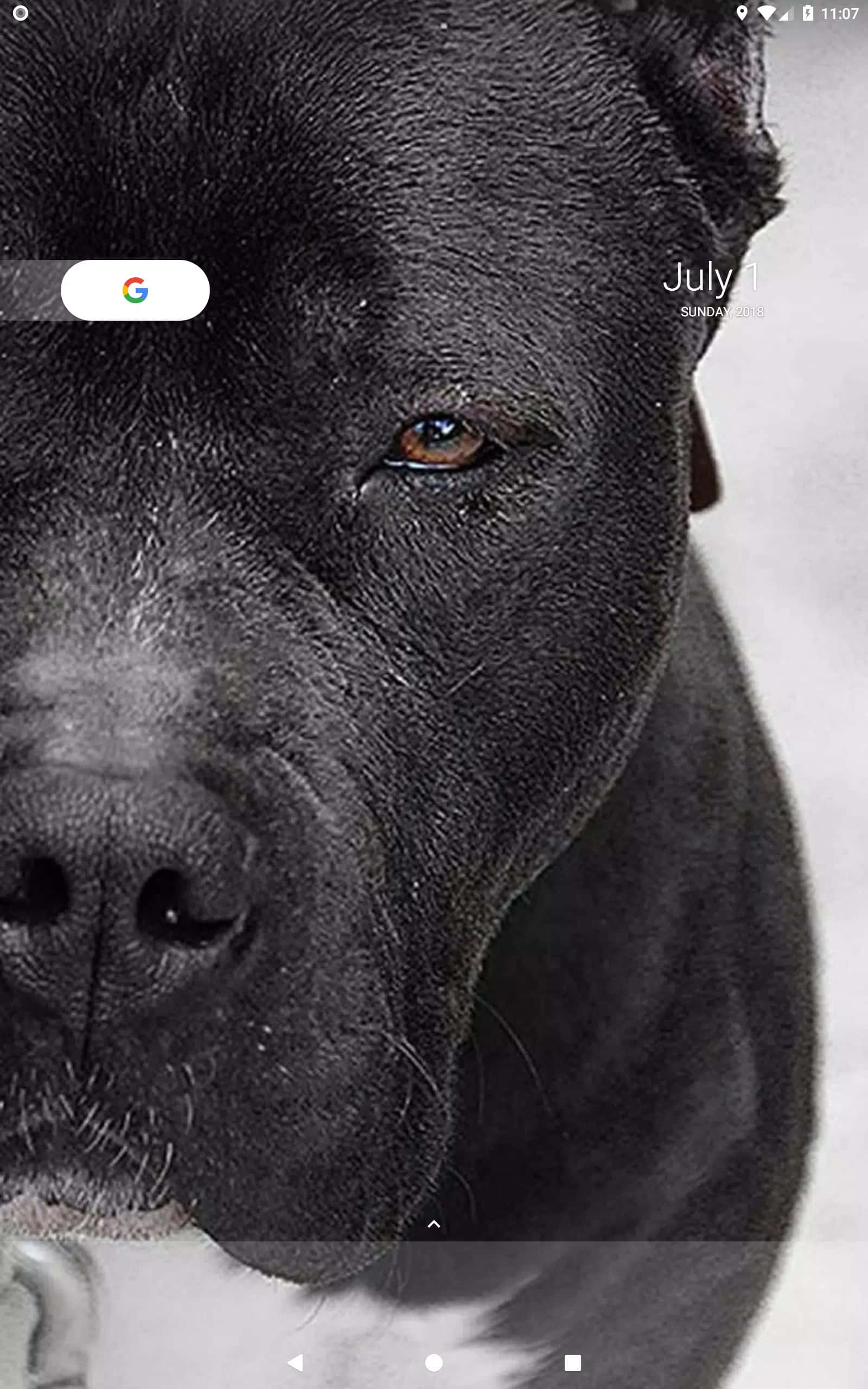 "Kragtige swart pitbull wat sy huis bewaak." Muurpapier