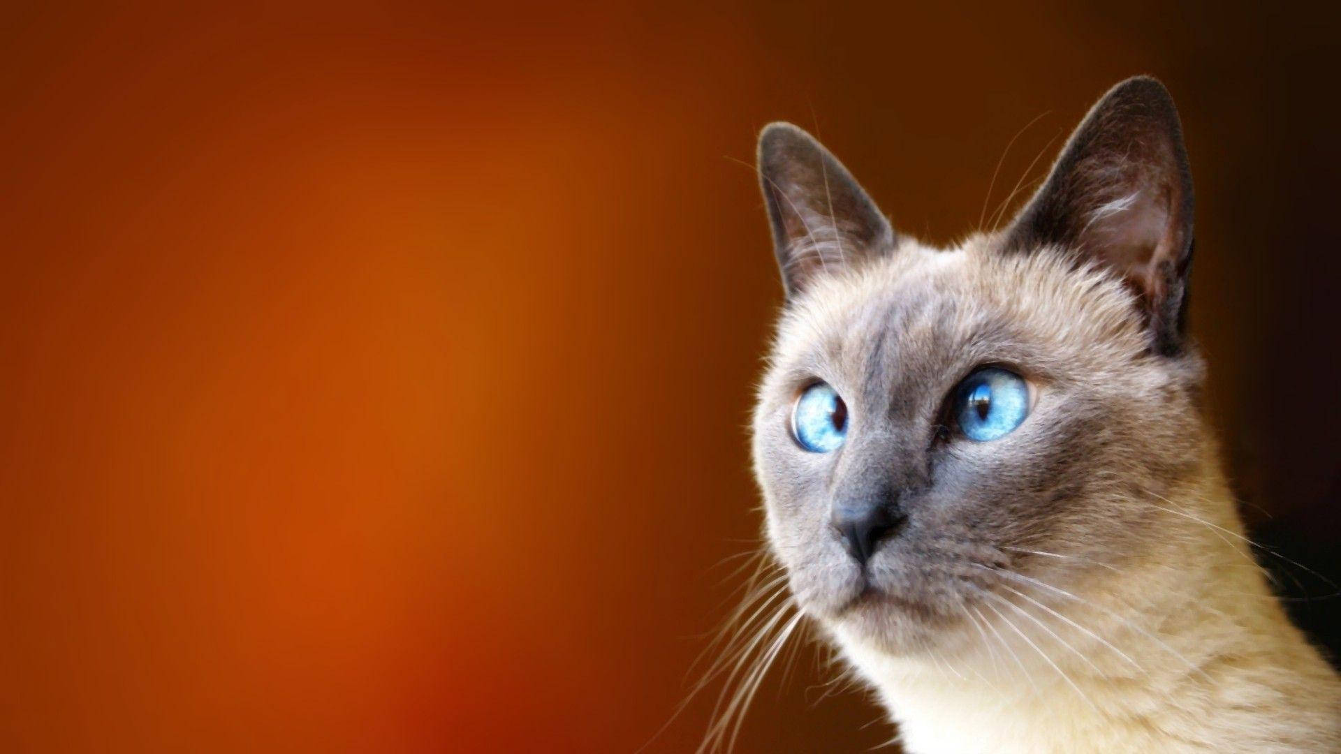 Kruisoog Snaakse Kat Muurpapier